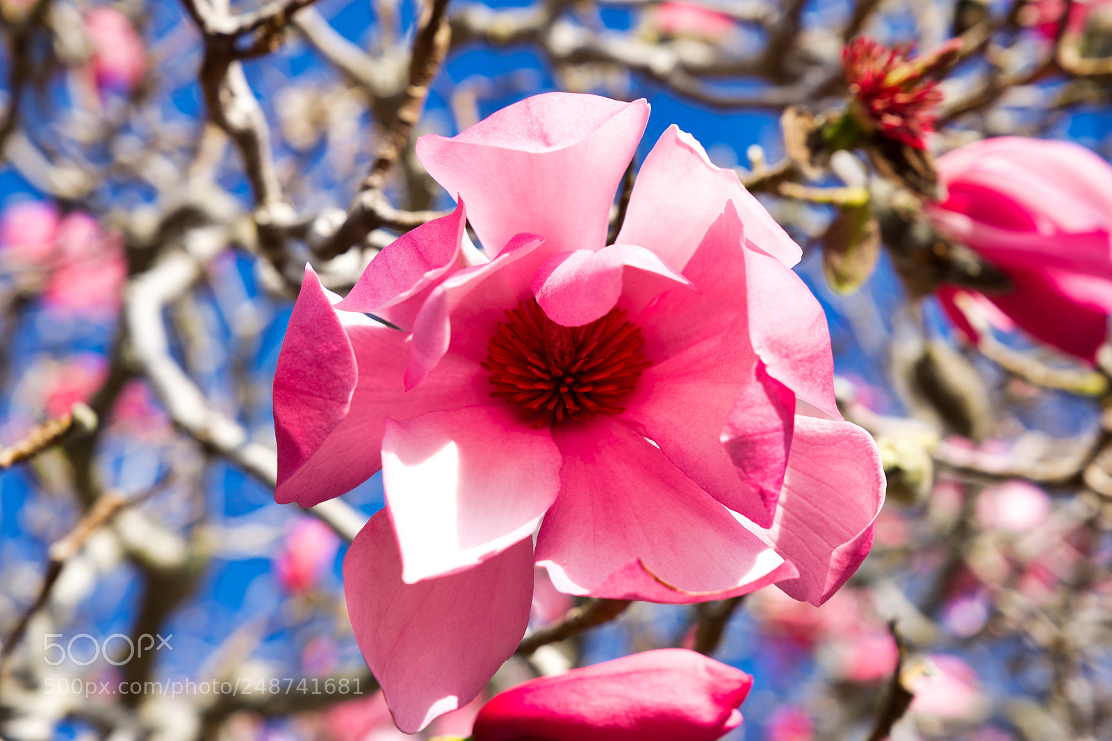 Sony a9 sample photo. Staring at the flame photography