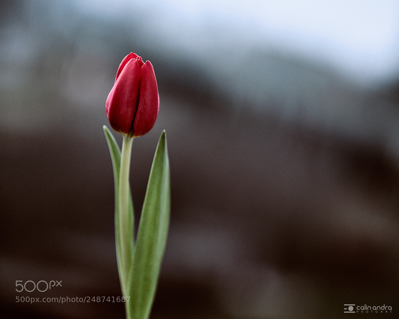 Fujifilm X-T10 sample photo. Almost spring photography