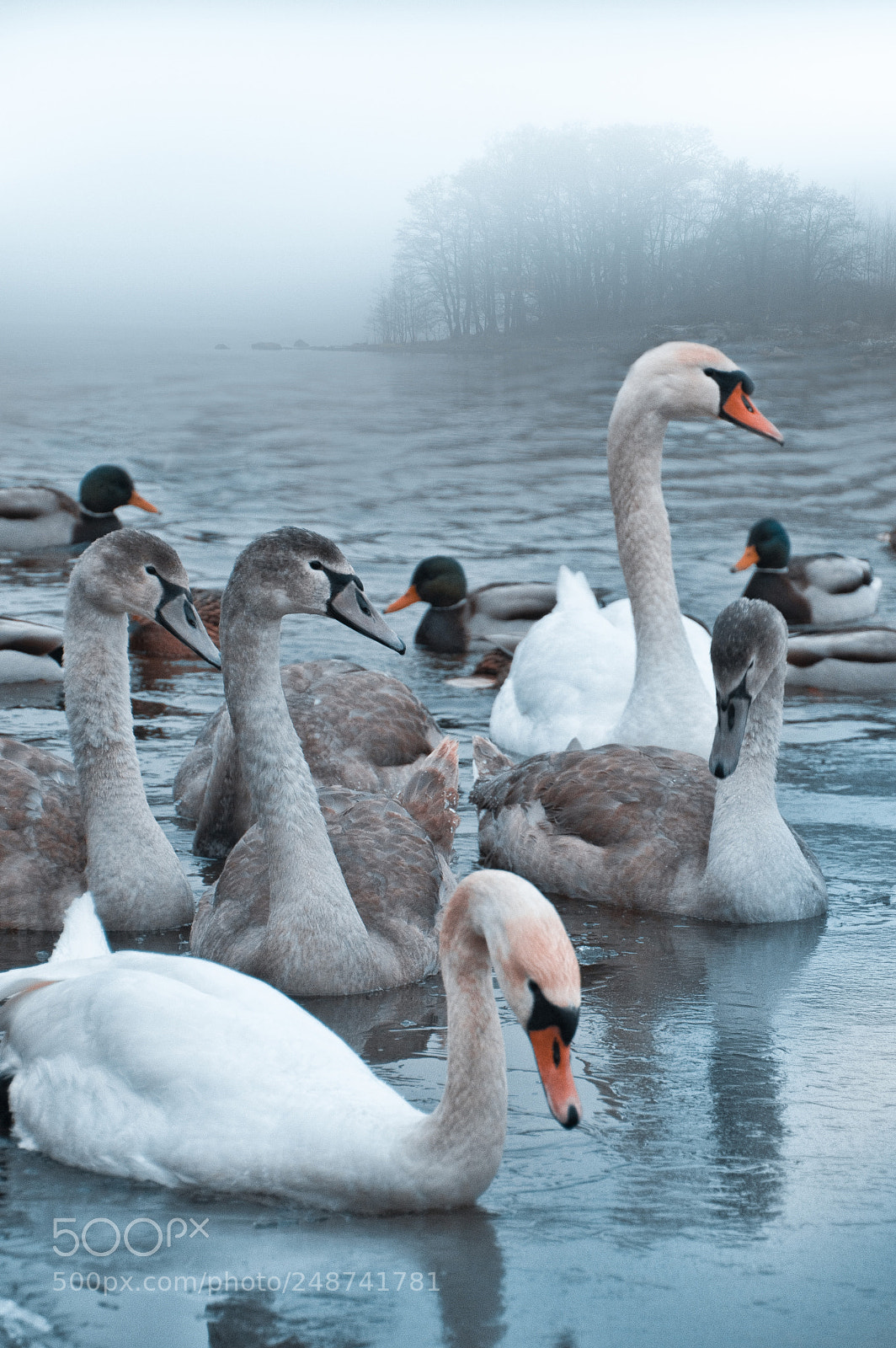 Nikon D3200 sample photo. Swan family photography