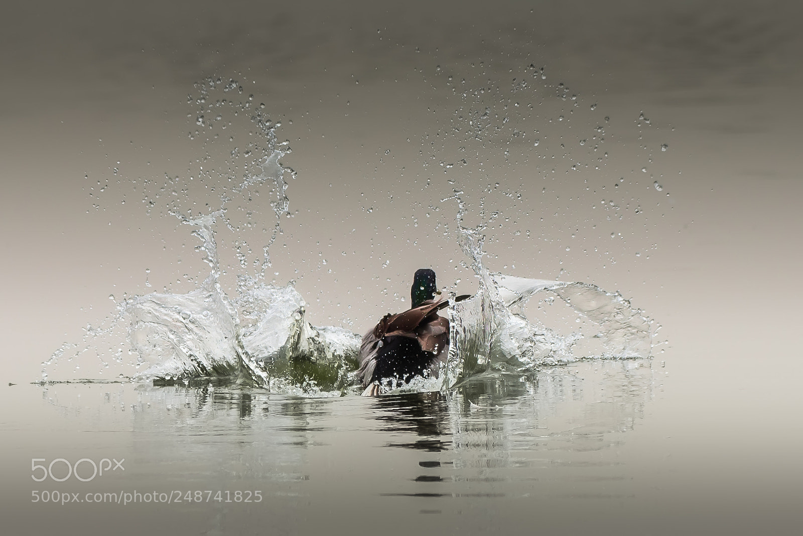 Nikon D610 sample photo. Splash landing.jpg photography