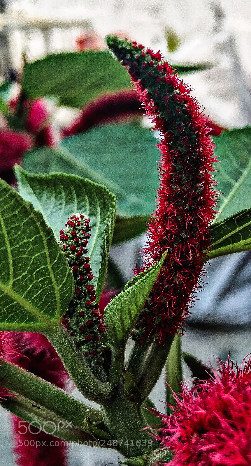 Apple iPhone 6s sample photo. Macro photography