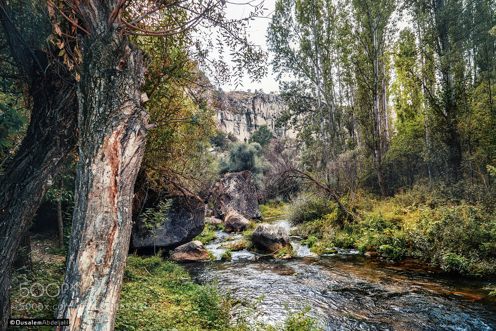 Nikon D7100 sample photo. Turkish forest 01 photography
