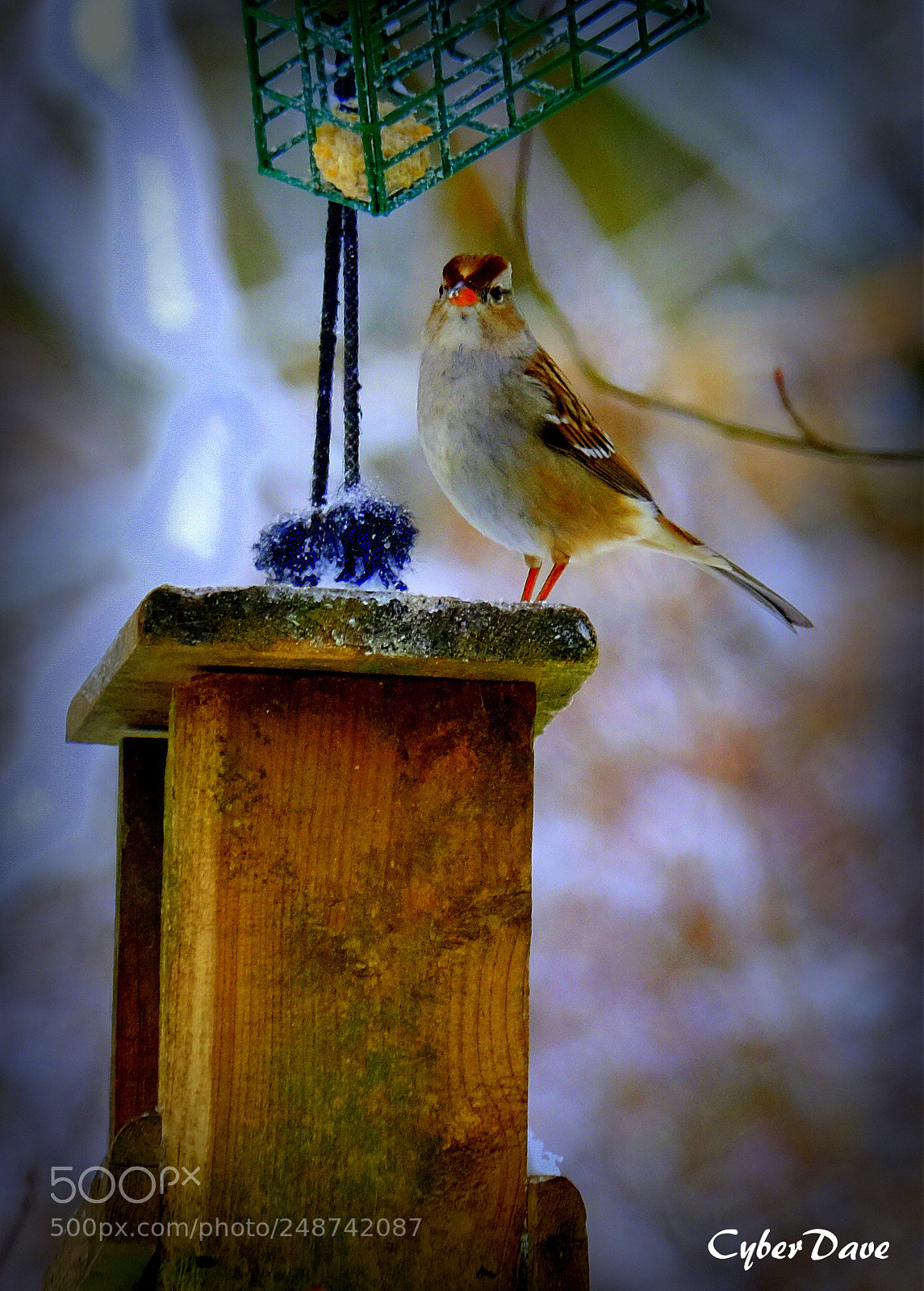 Fujifilm X-T10 sample photo. 'morning snack' photography