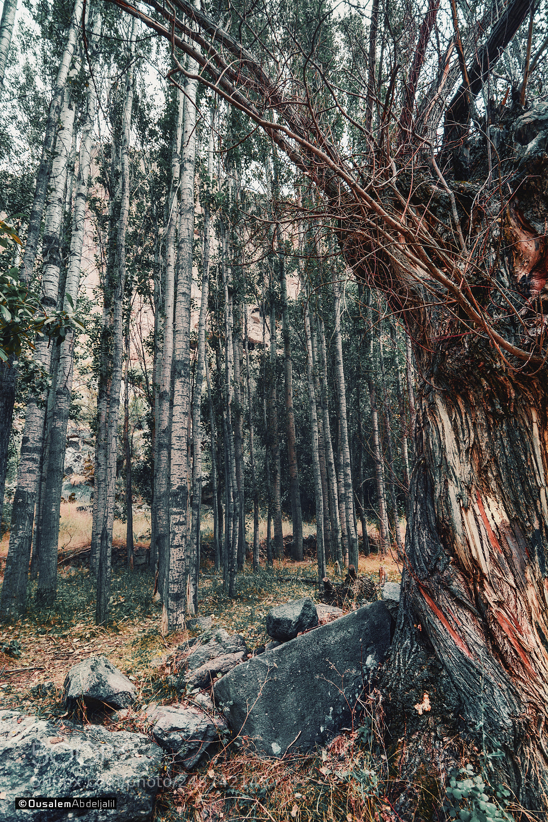 Nikon D7100 sample photo. Turkish forest 02 photography