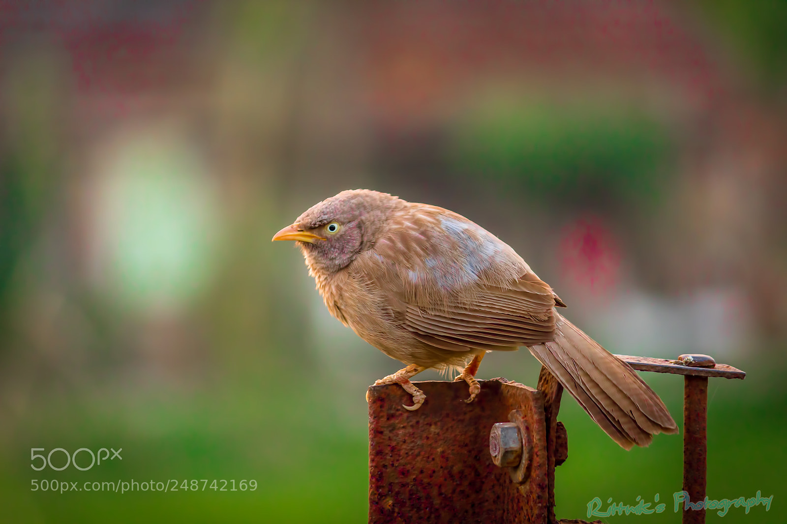 Canon EOS 1300D (EOS Rebel T6 / EOS Kiss X80) sample photo. Jungle babbler photography