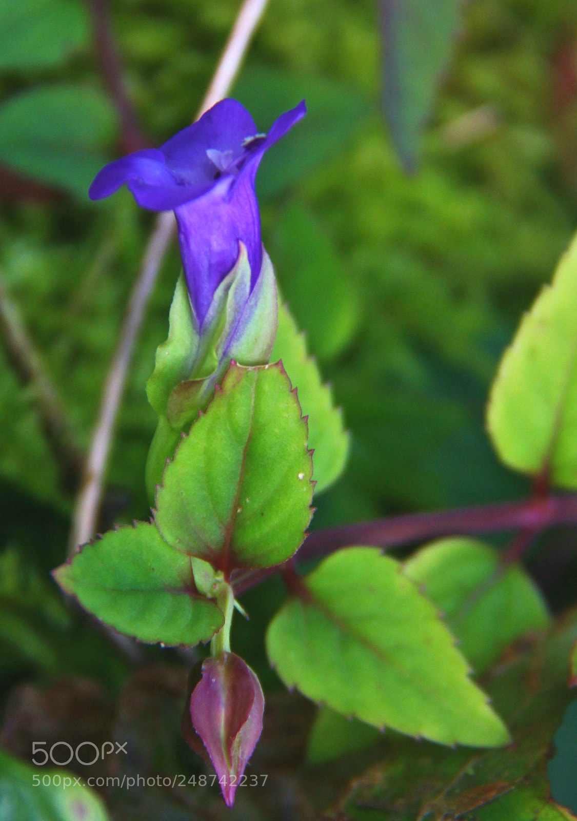 Canon EOS 60D sample photo. Beauty of purple.. photography