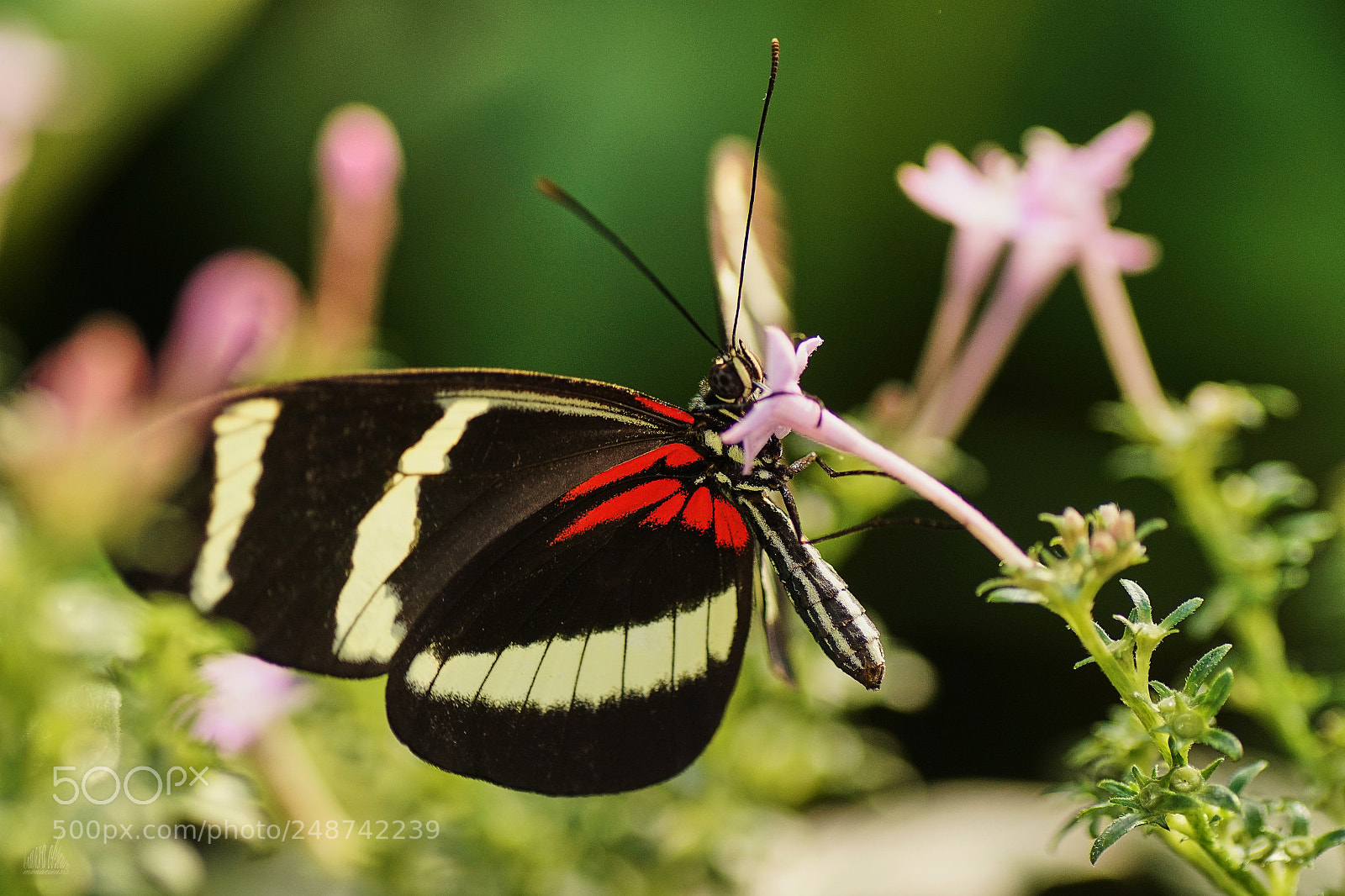 Sony ILCA-77M2 sample photo. Heliconius photography