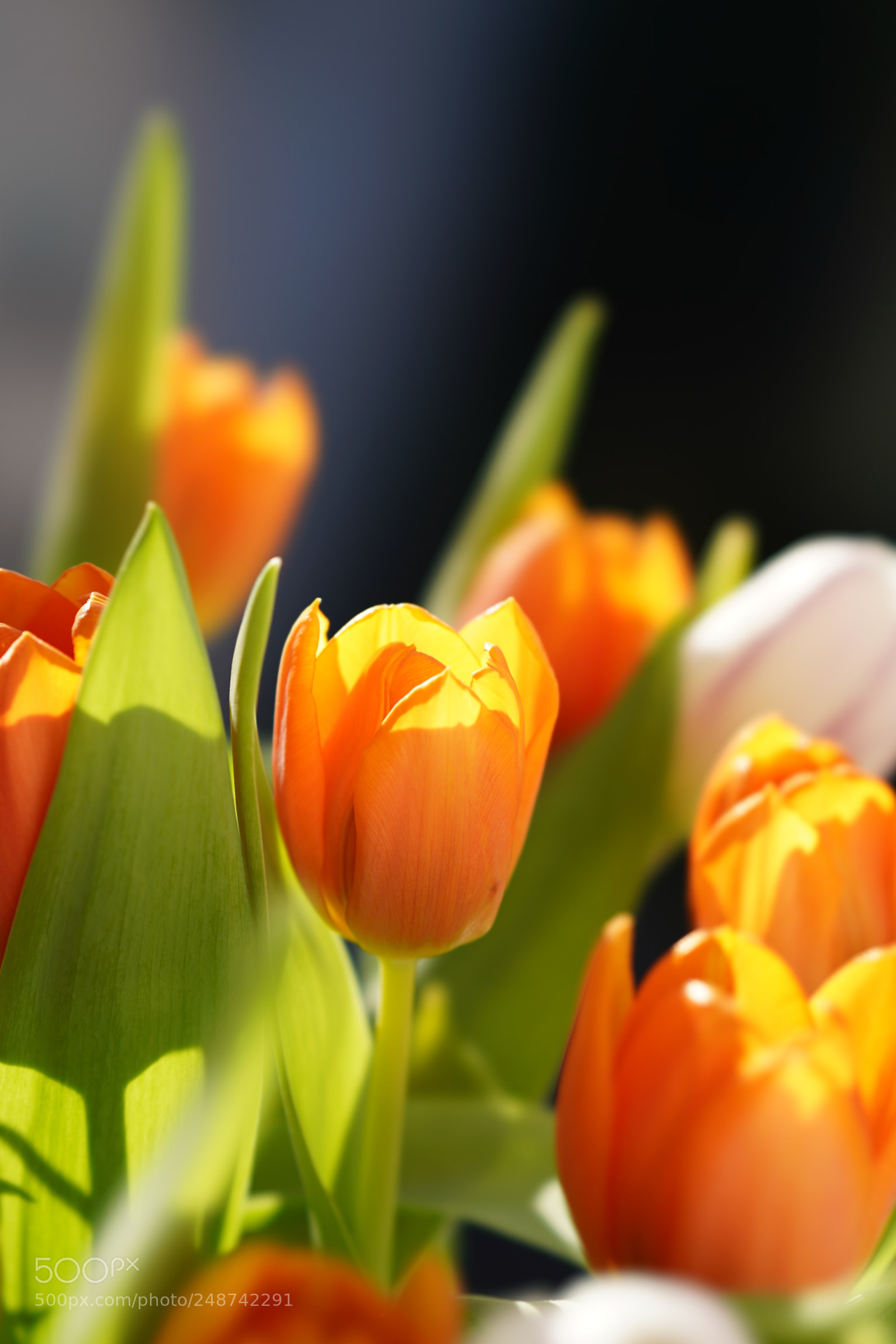 Sony a7R III sample photo. Orange tulip photography