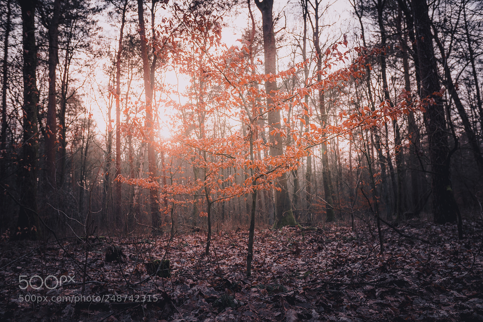 Panasonic Lumix DC-GH5 sample photo. Colours in the woods photography