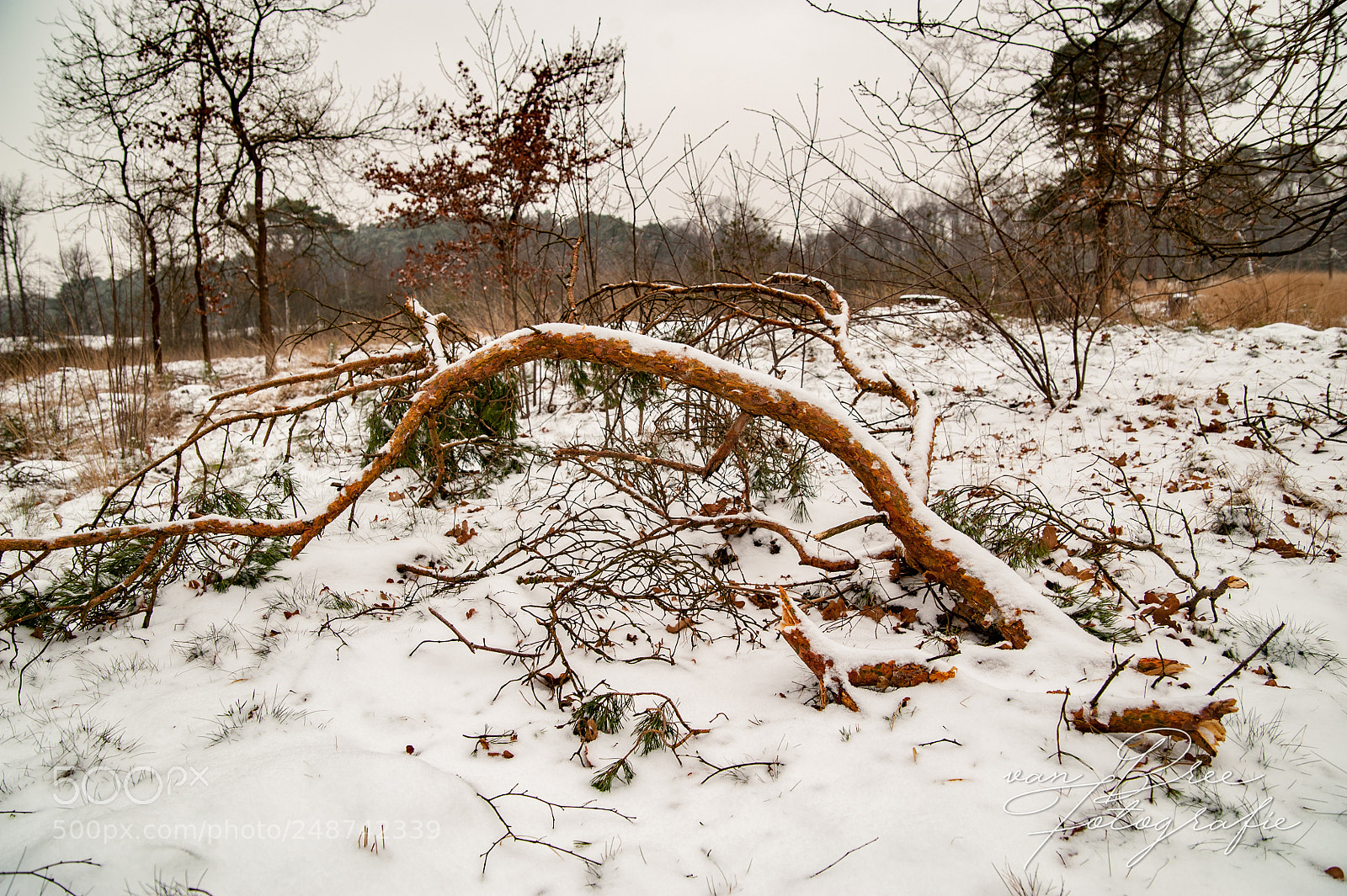 Nikon D700 sample photo. Winter in maart photography