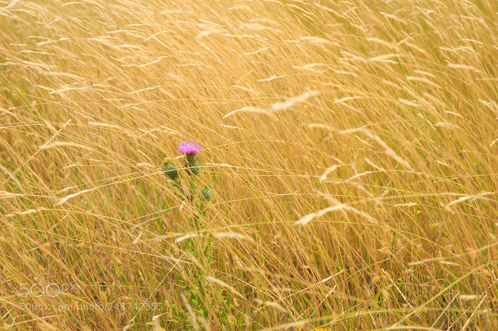Canon EOS 7D Mark II sample photo. Alone in the field photography
