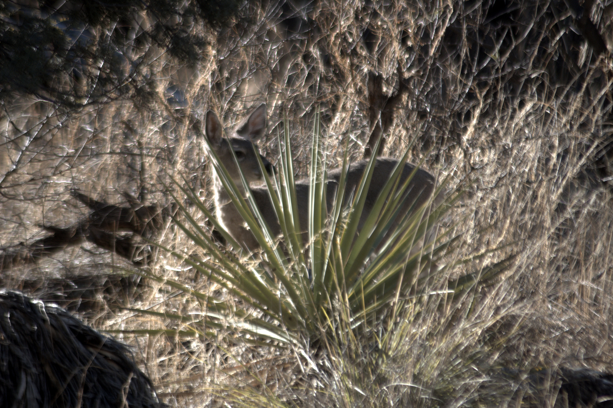 Canon EOS 1200D (EOS Rebel T5 / EOS Kiss X70 / EOS Hi) sample photo. Deer photography