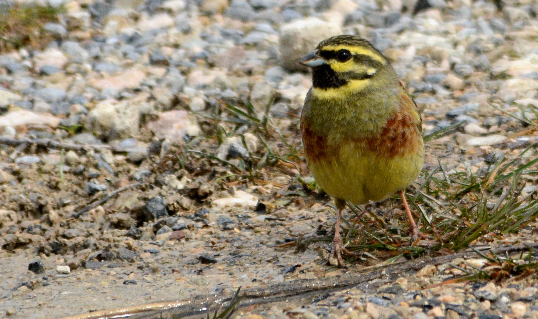 Sigma 150-500mm F5-6.3 DG OS HSM sample photo. Cirl bunting photography