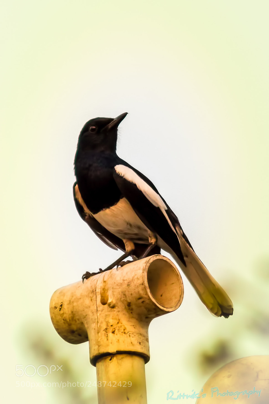 Canon EOS 1300D (EOS Rebel T6 / EOS Kiss X80) sample photo. Oriental magpie-robin photography