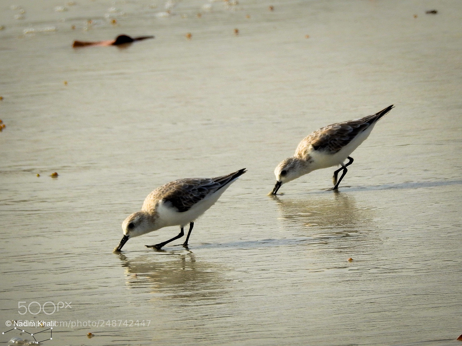 Nikon Coolpix P900 sample photo. Little stint photography