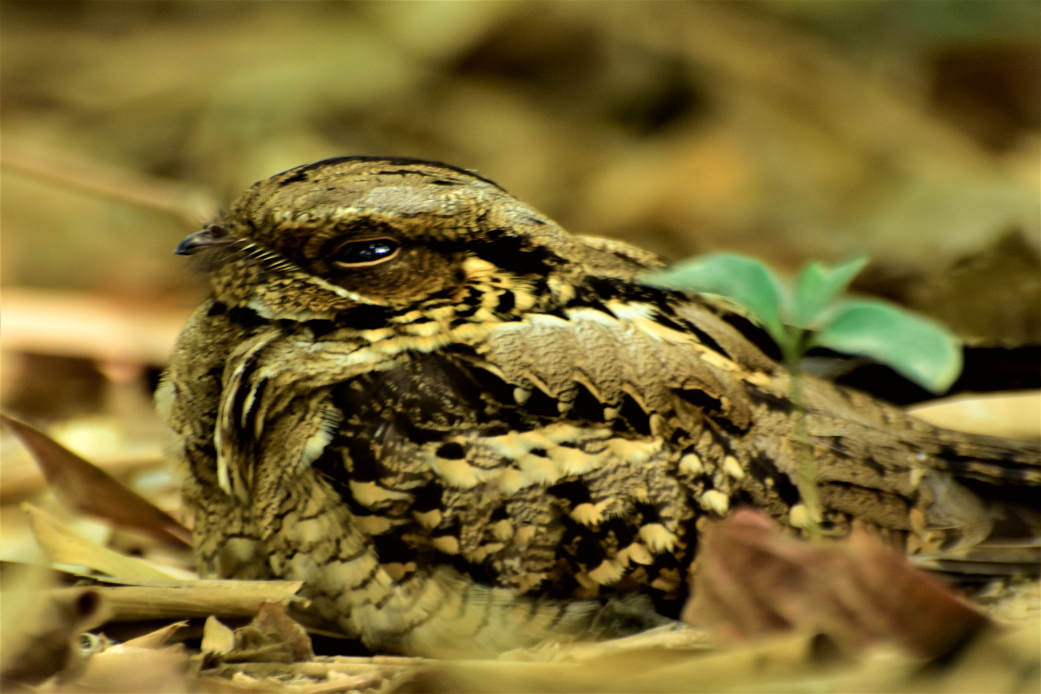 Nikon D7200 sample photo