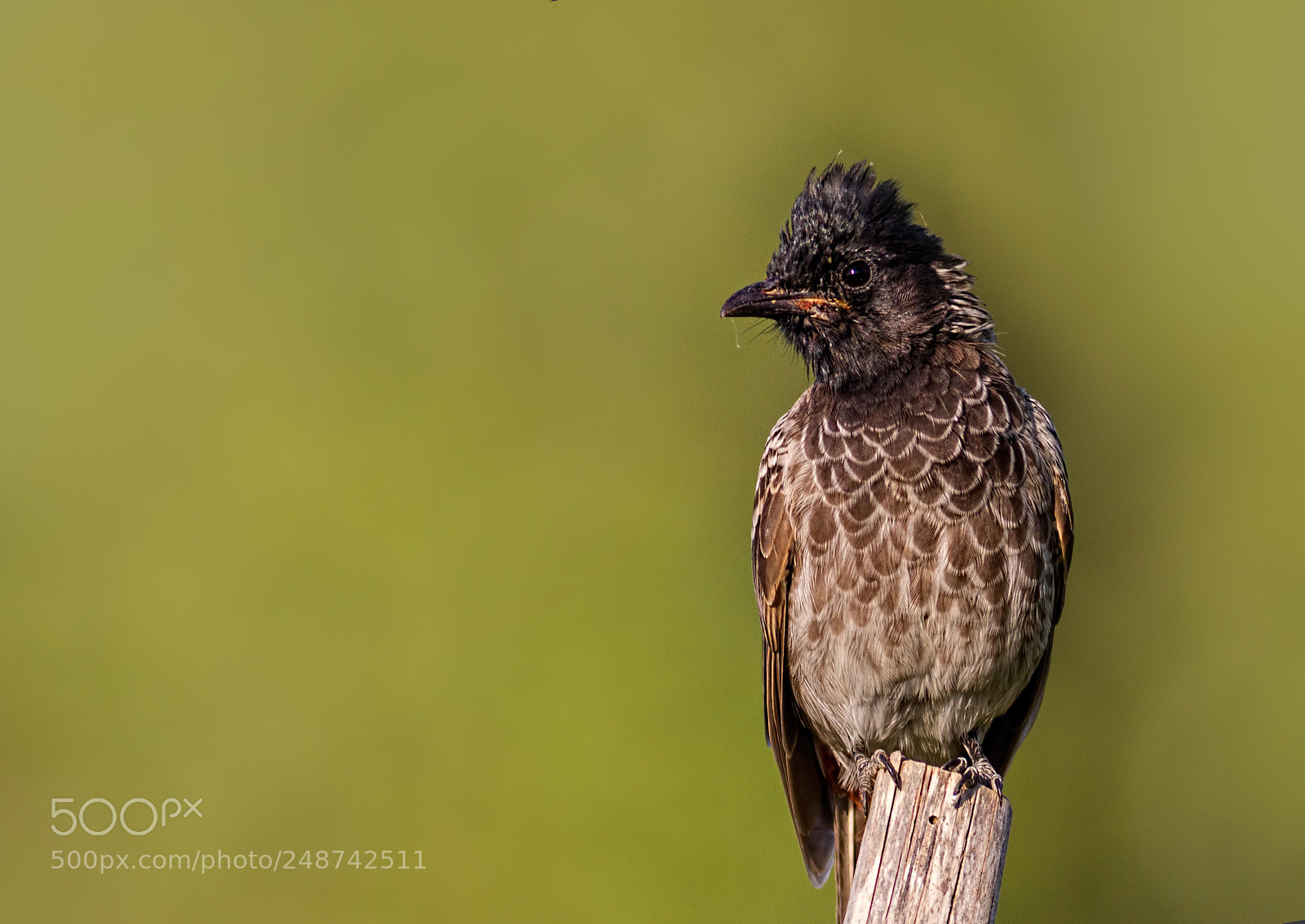 Canon EOS 7D sample photo. Red-vented bulbul... photography