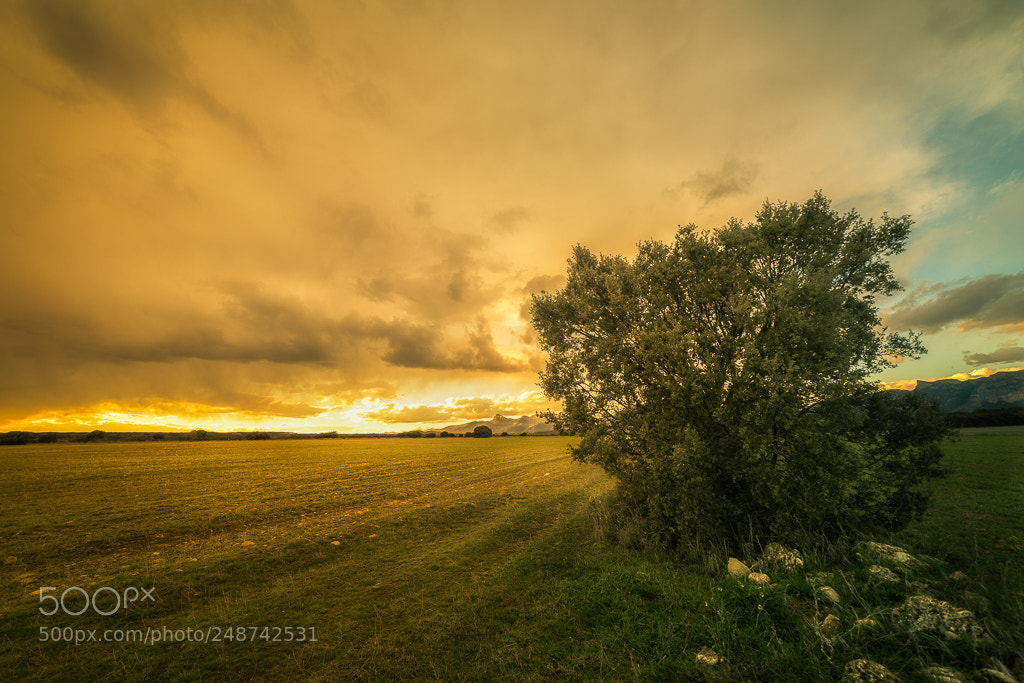 Nikon D810 sample photo. Atardecer, lluvia y carrasca photography