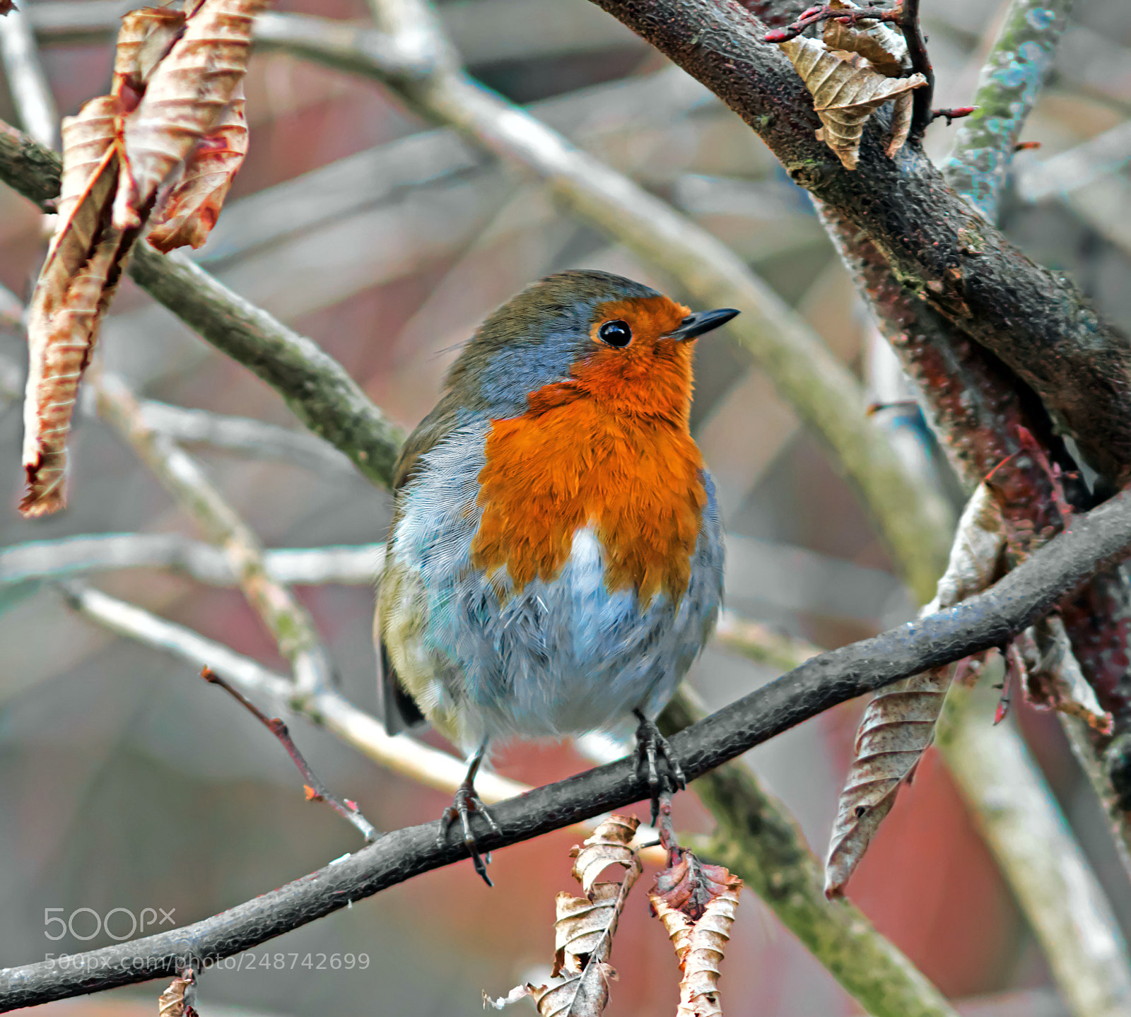 Canon EOS 7D Mark II sample photo. Herald of the lamented photography
