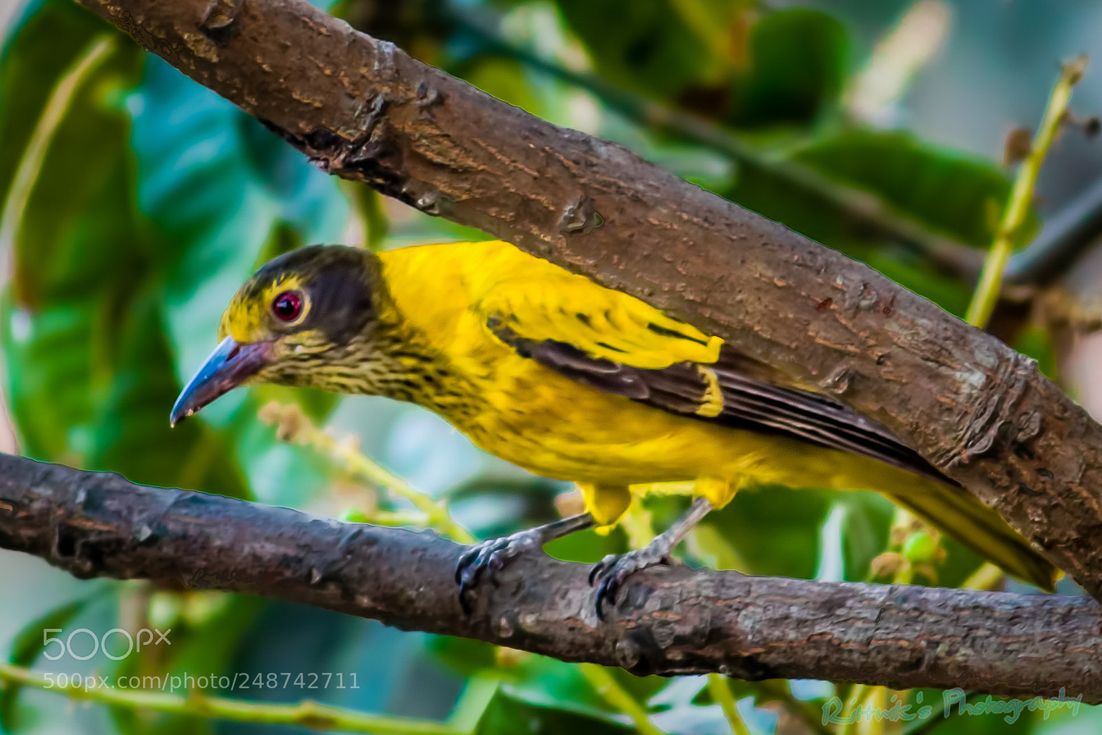 Canon EOS 1300D (EOS Rebel T6 / EOS Kiss X80) sample photo. Black-naped oriole photography