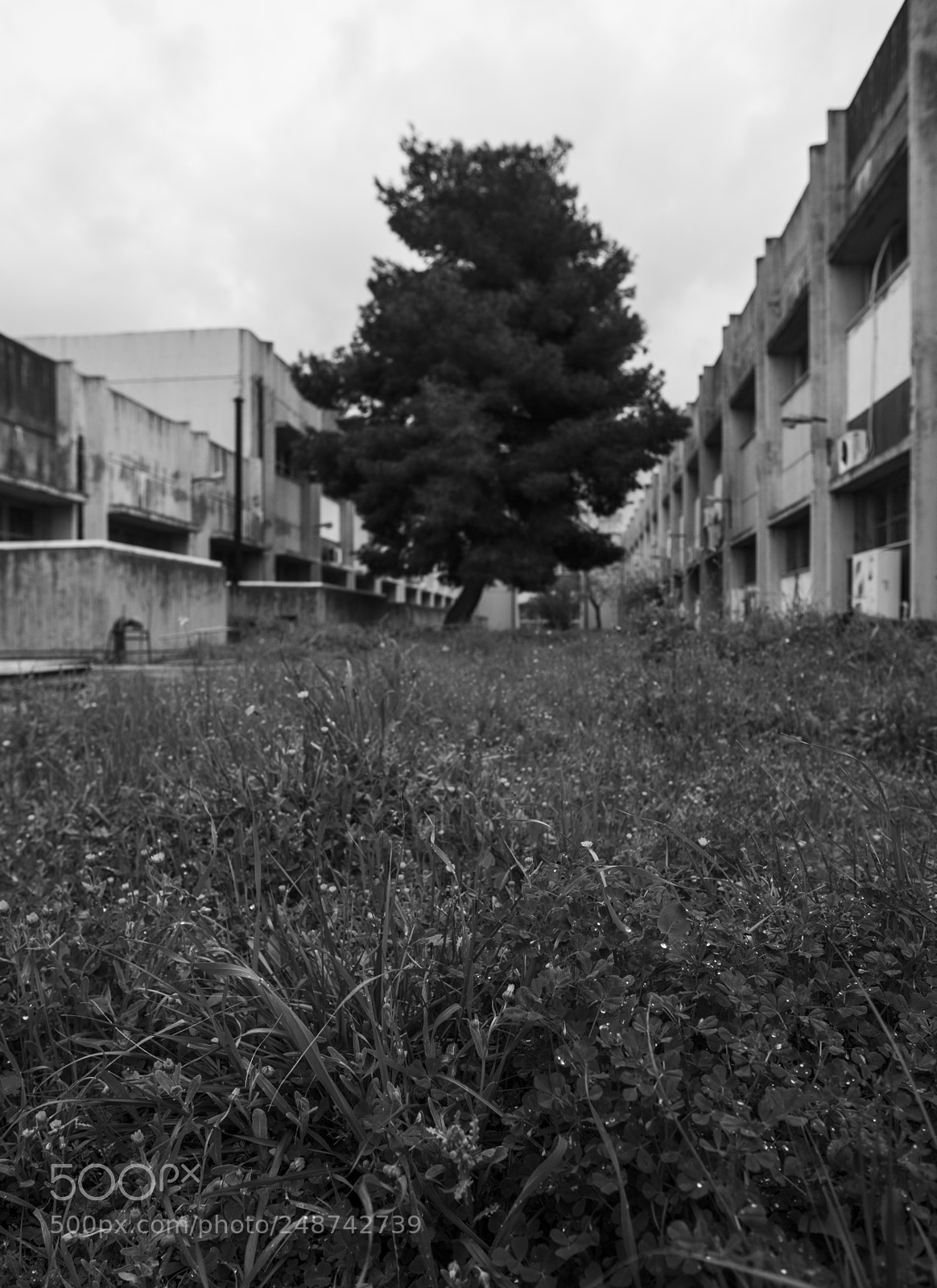 Nikon D700 sample photo. Lone tree photography