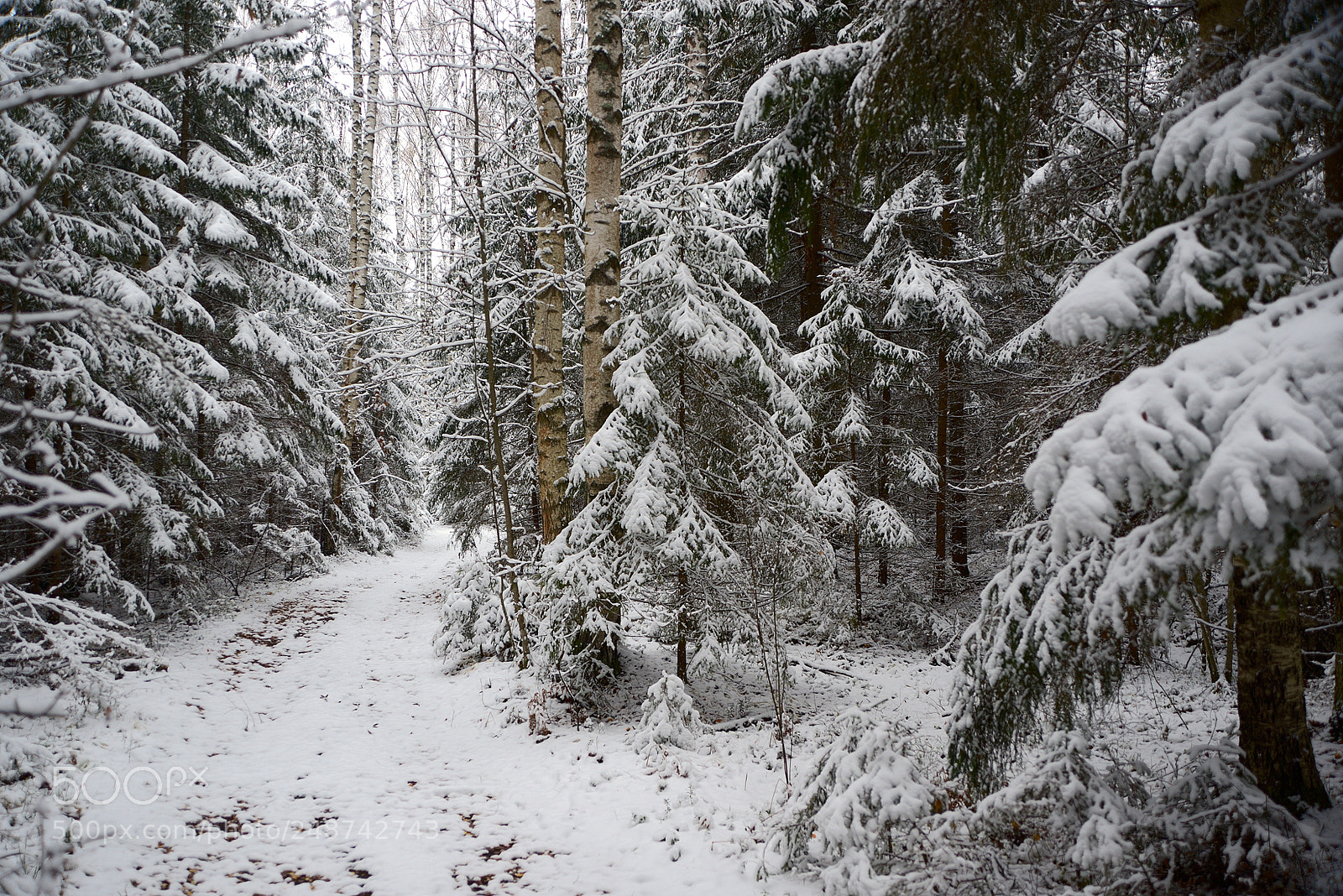 Nikon D610 sample photo. First snow in the photography