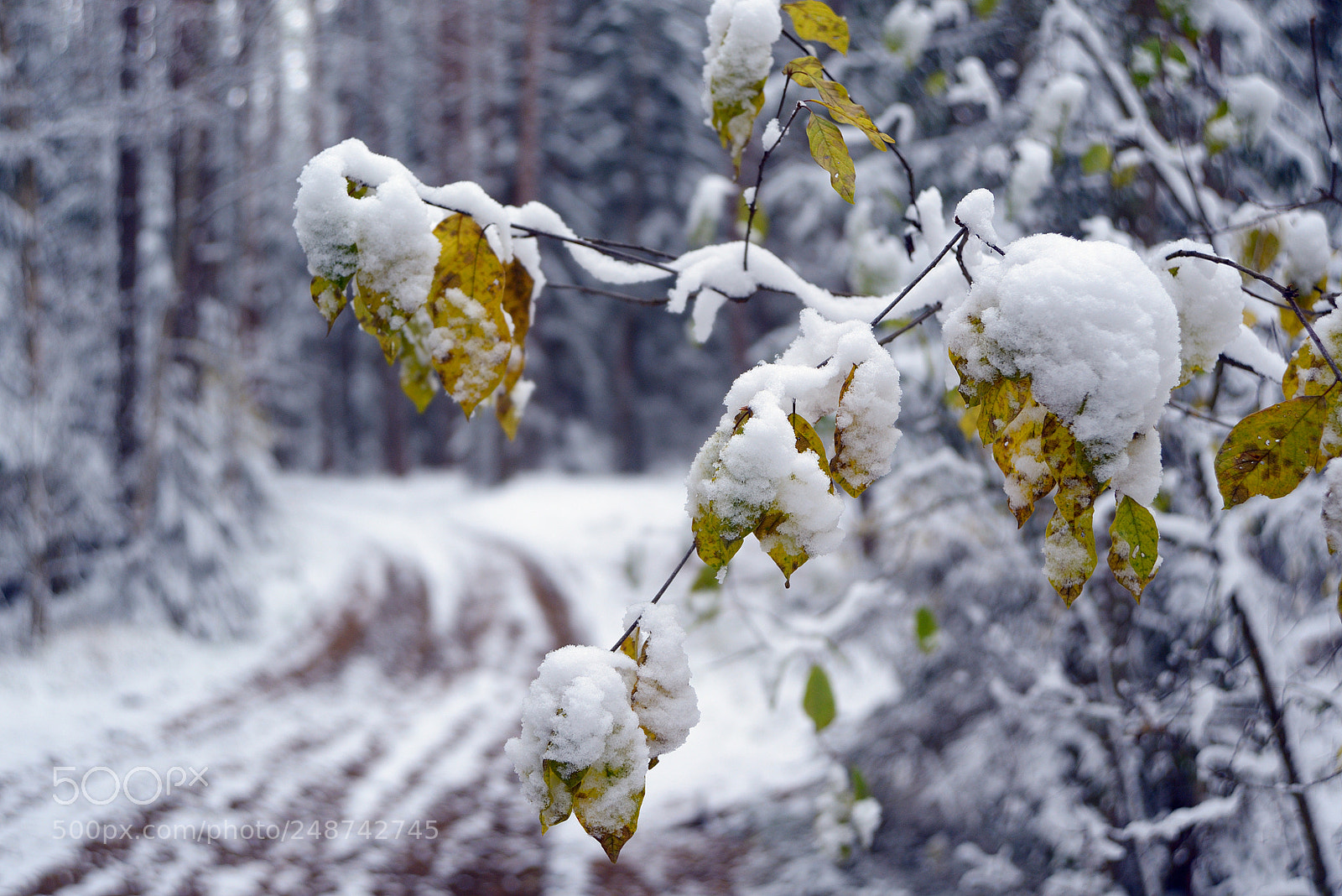 Nikon D610 sample photo. First snow in the photography