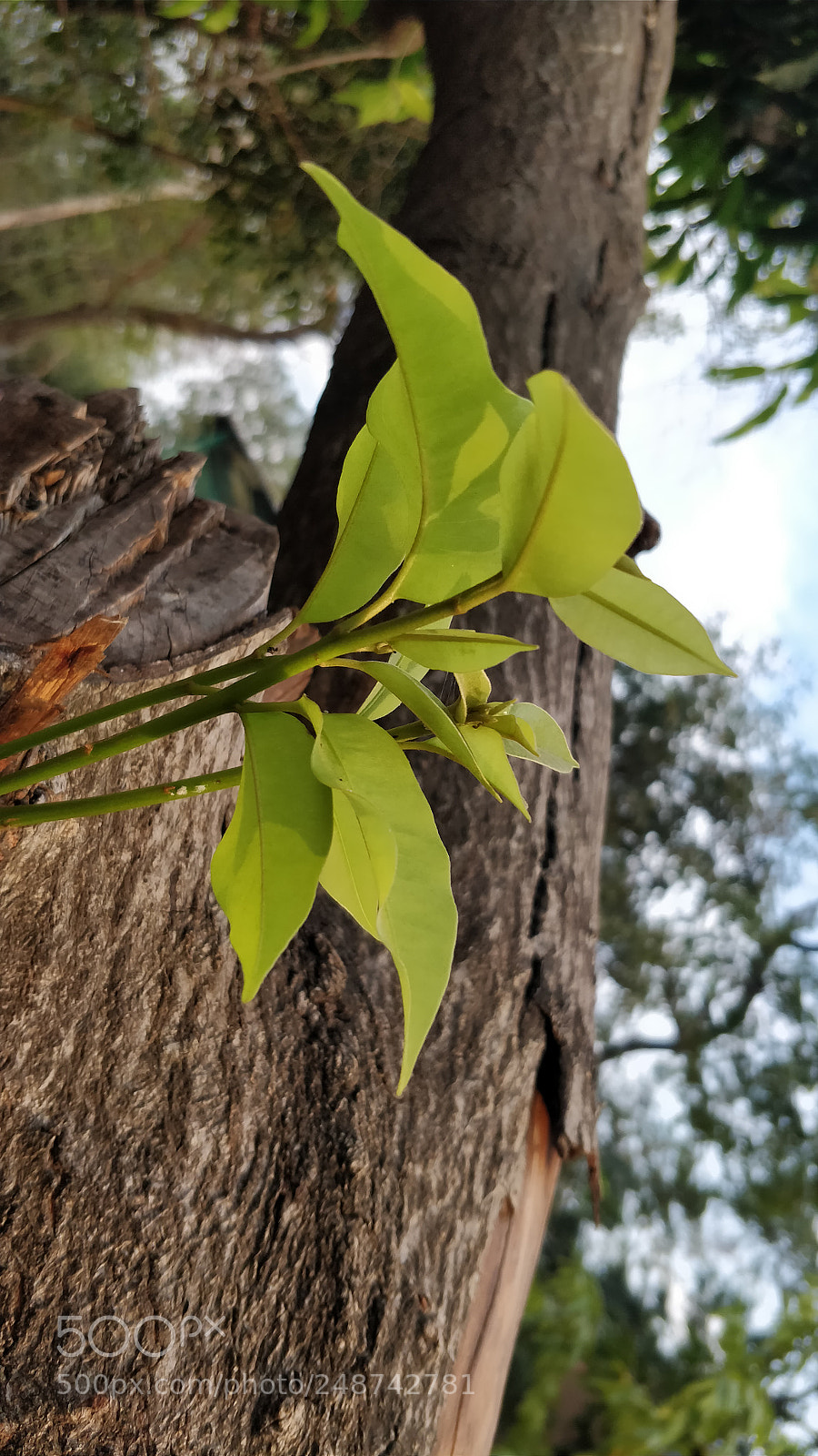 OnePlus 5 sample photo. Greenery photography