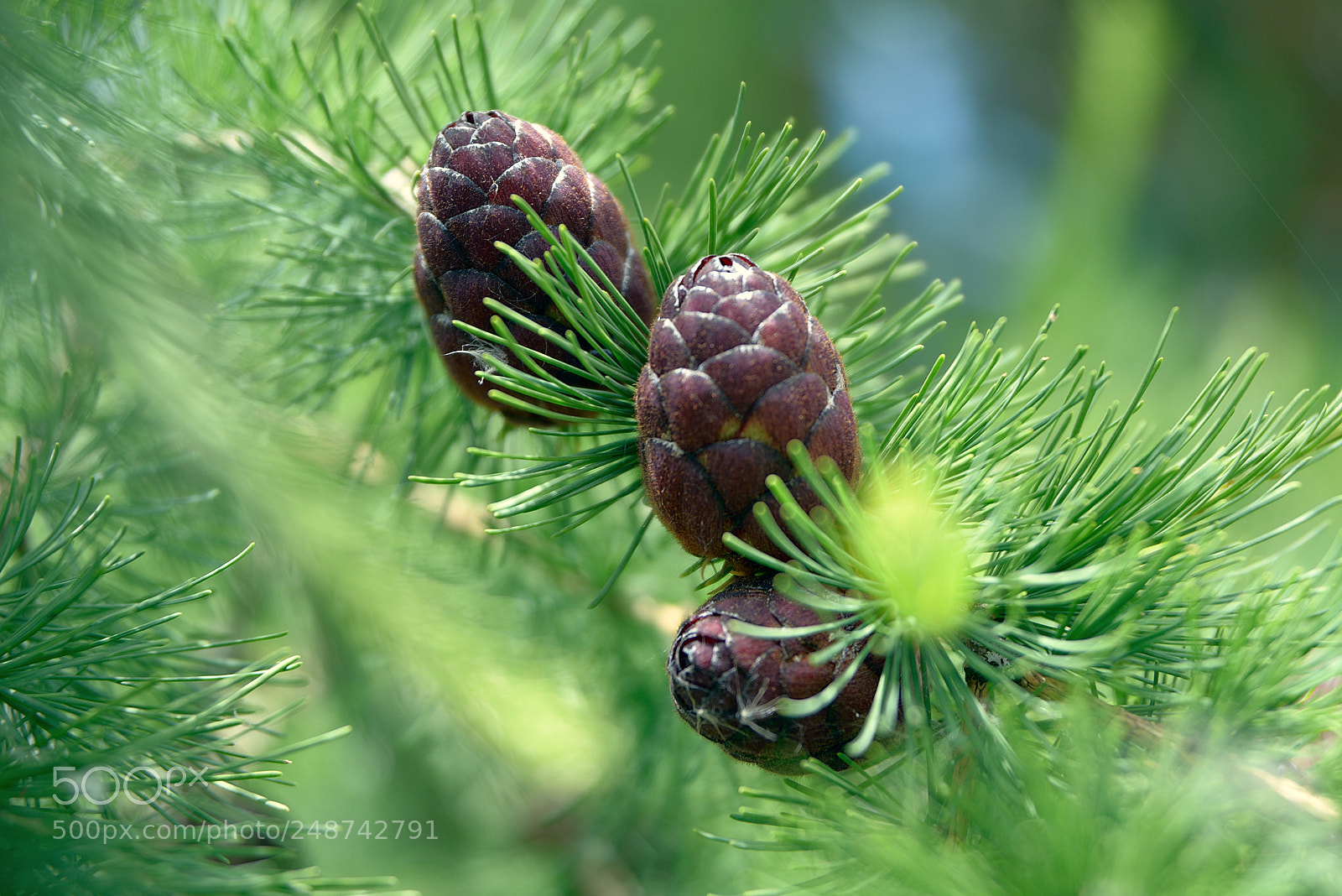 Nikon D610 sample photo. Young cones of a photography