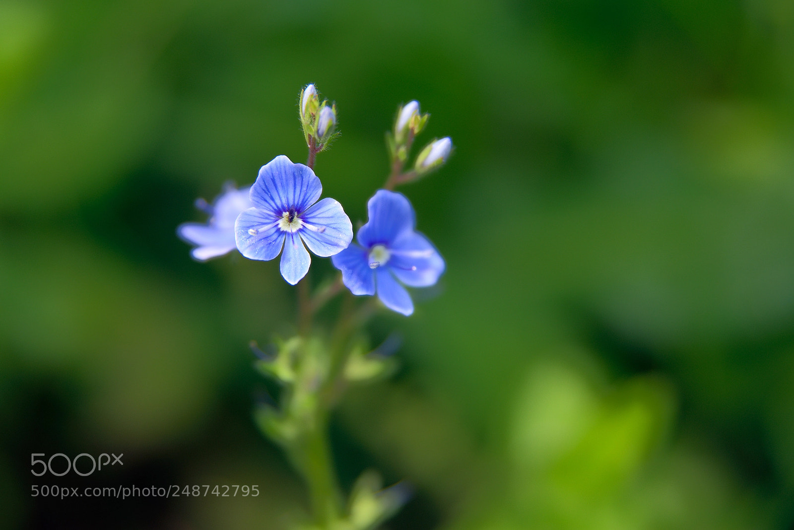 Nikon D610 sample photo. Forget-me-not on green background photography
