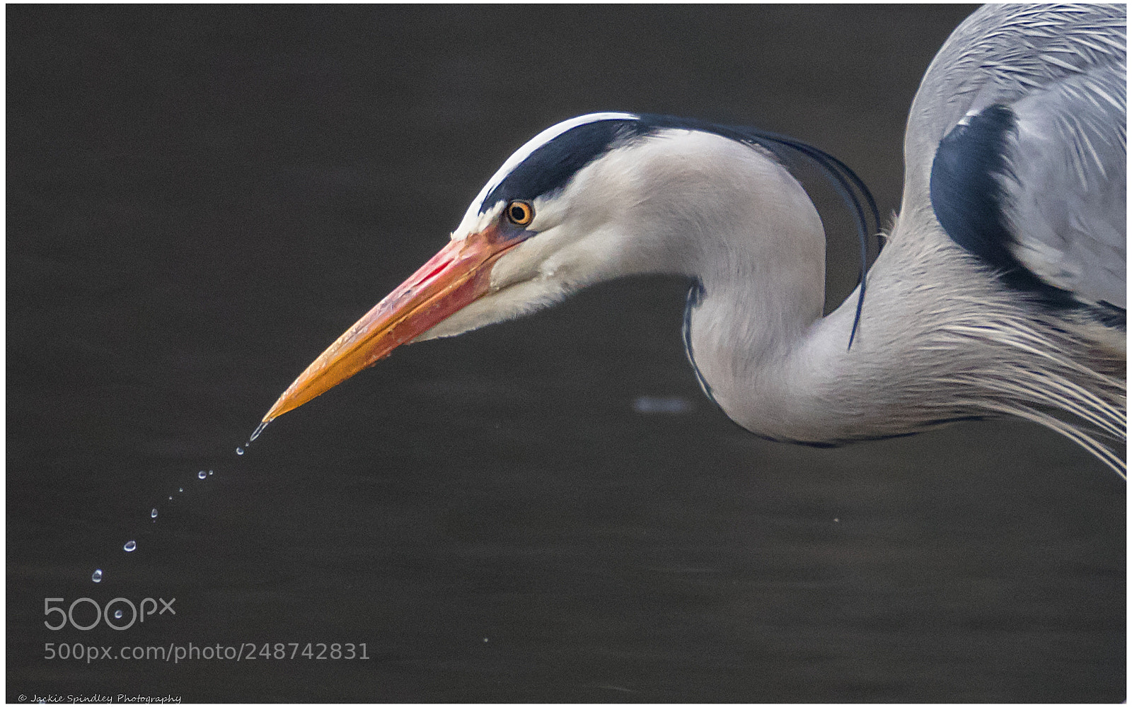 Canon EOS 7D Mark II sample photo. Grey heron photography
