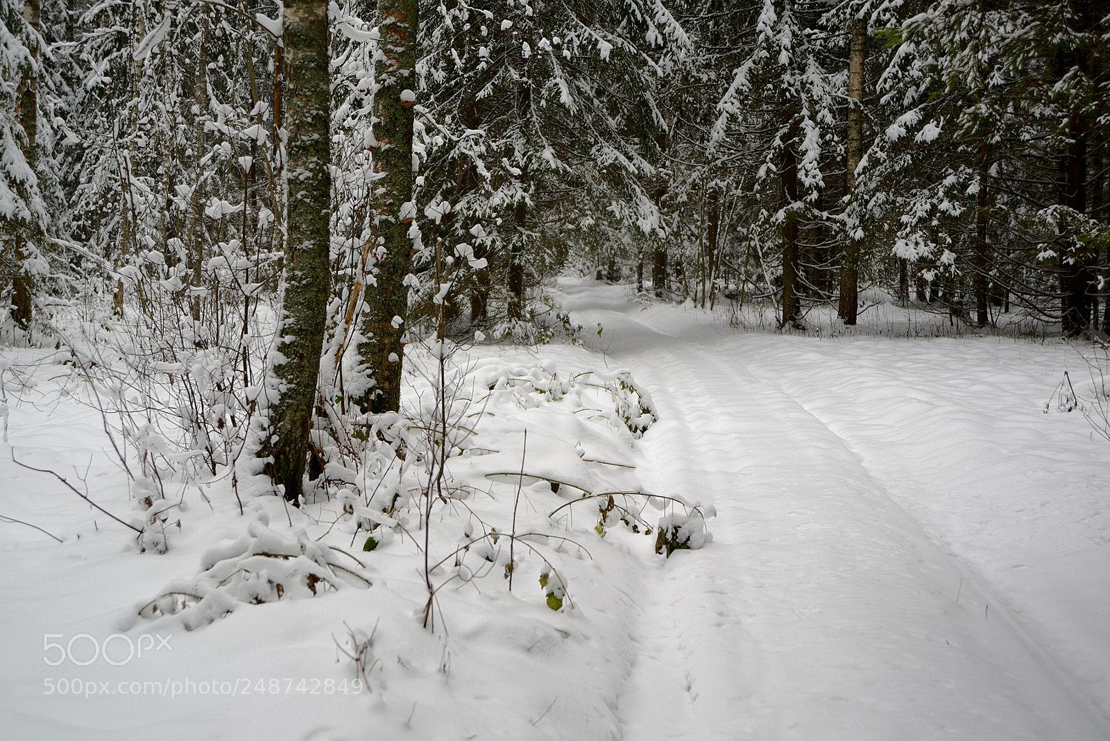 Nikon D610 sample photo. Snowy path in the photography