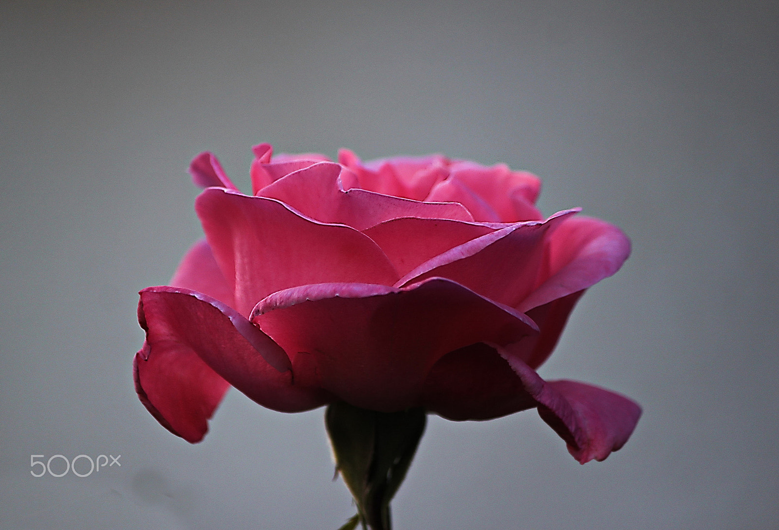 Canon EOS 500D (EOS Rebel T1i / EOS Kiss X3) sample photo. A rose... photography
