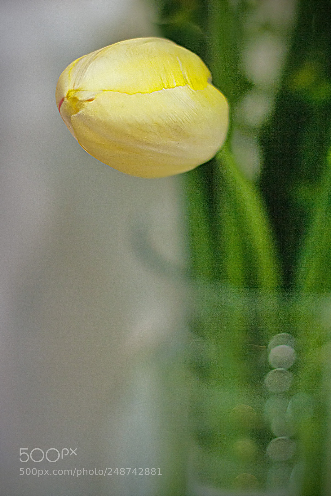 Canon EOS 1000D (EOS Digital Rebel XS / EOS Kiss F) sample photo. Tulip vase photography