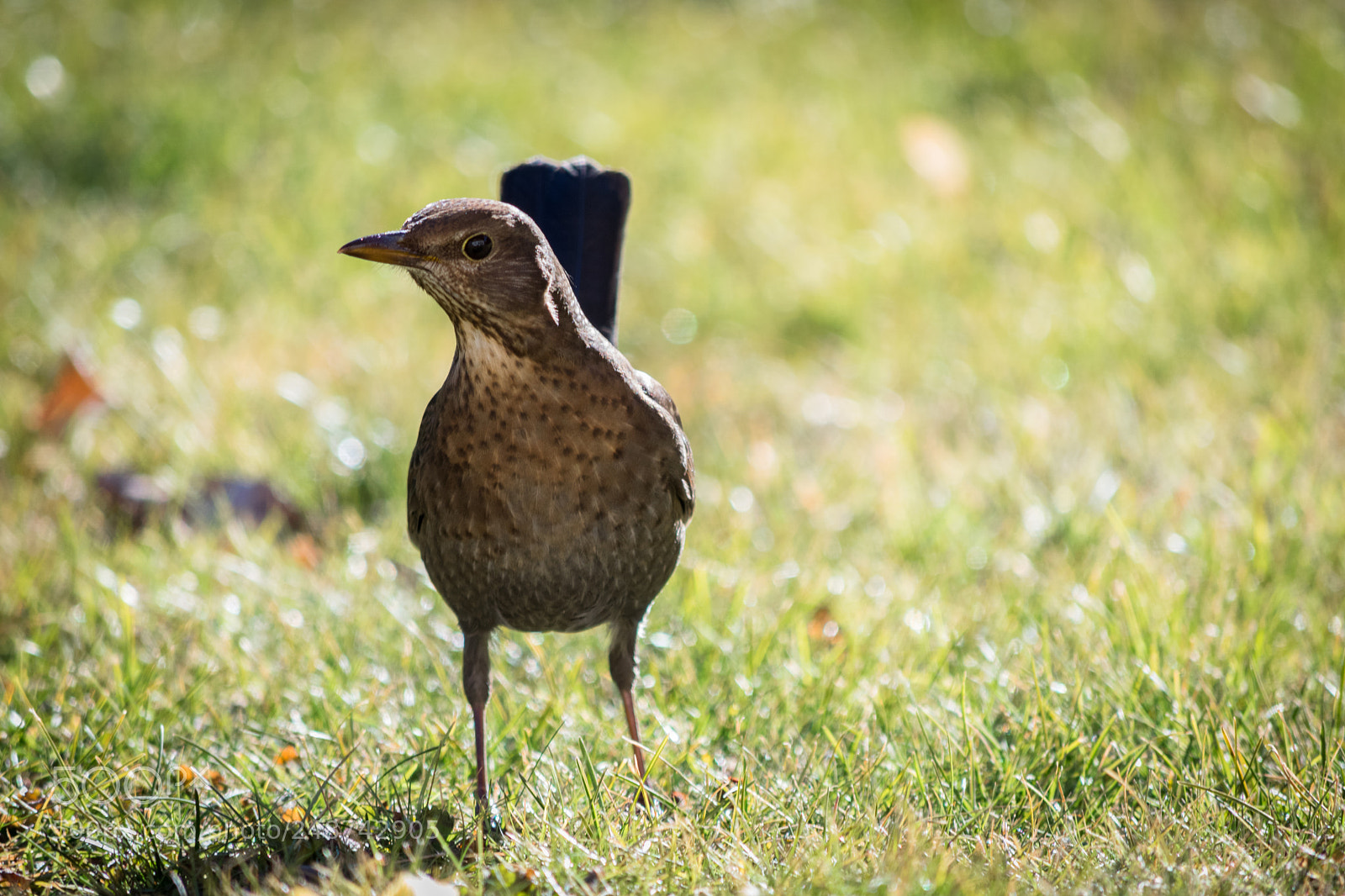 Nikon D5300 sample photo. Bird photography