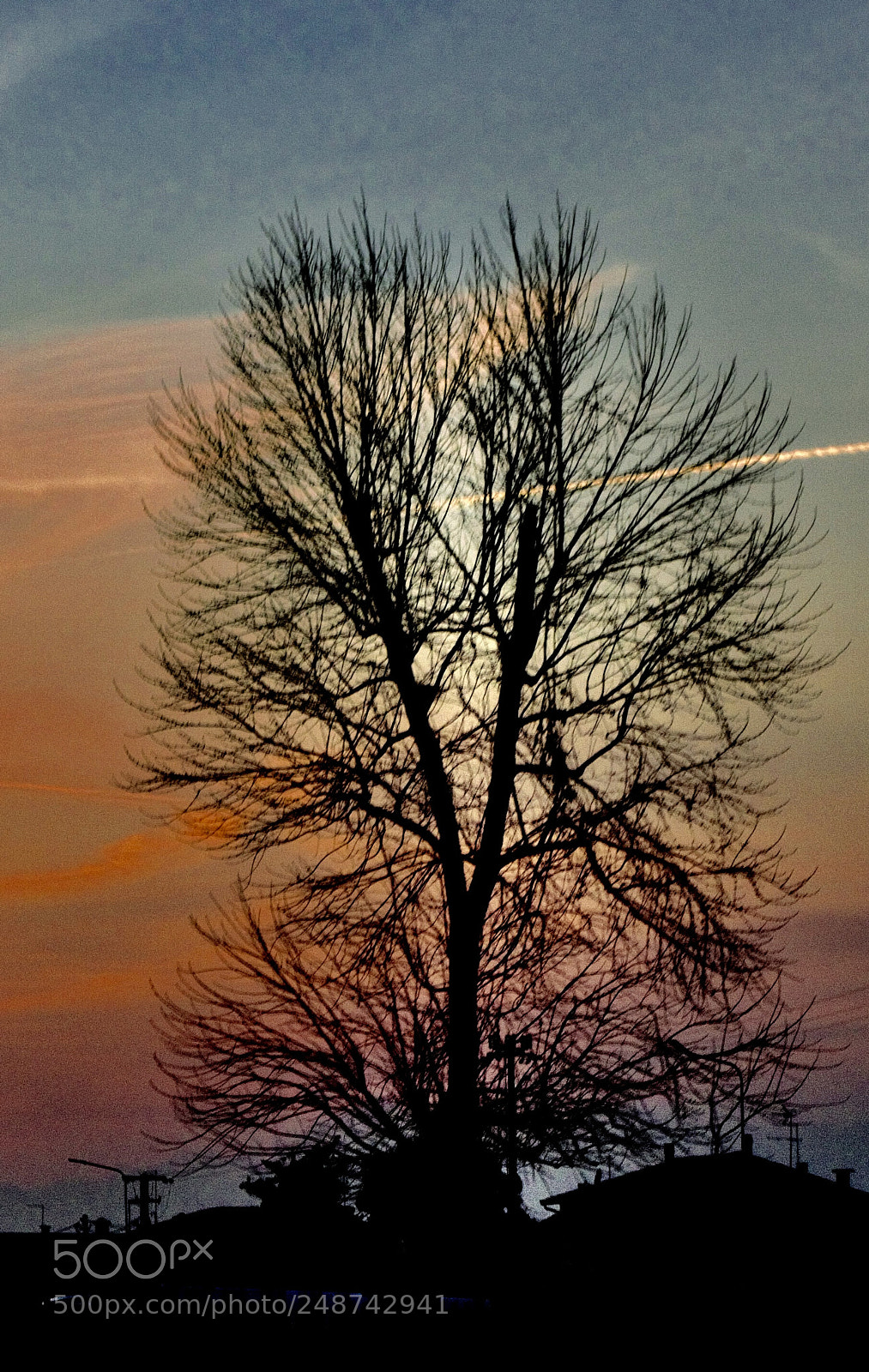 Pentax K-500 sample photo. Tree photography