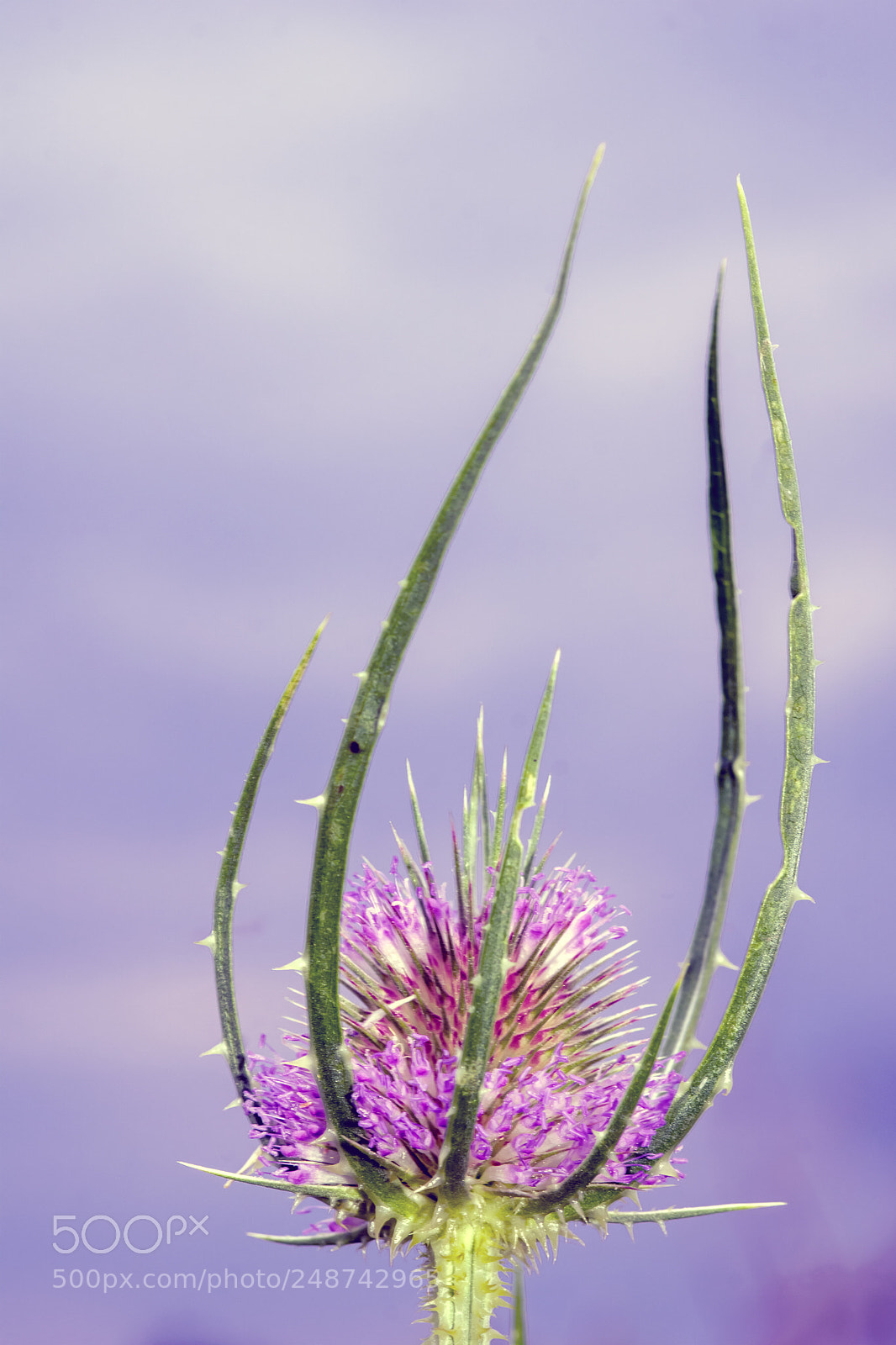 Sony a6000 sample photo. Fragile 15 photography