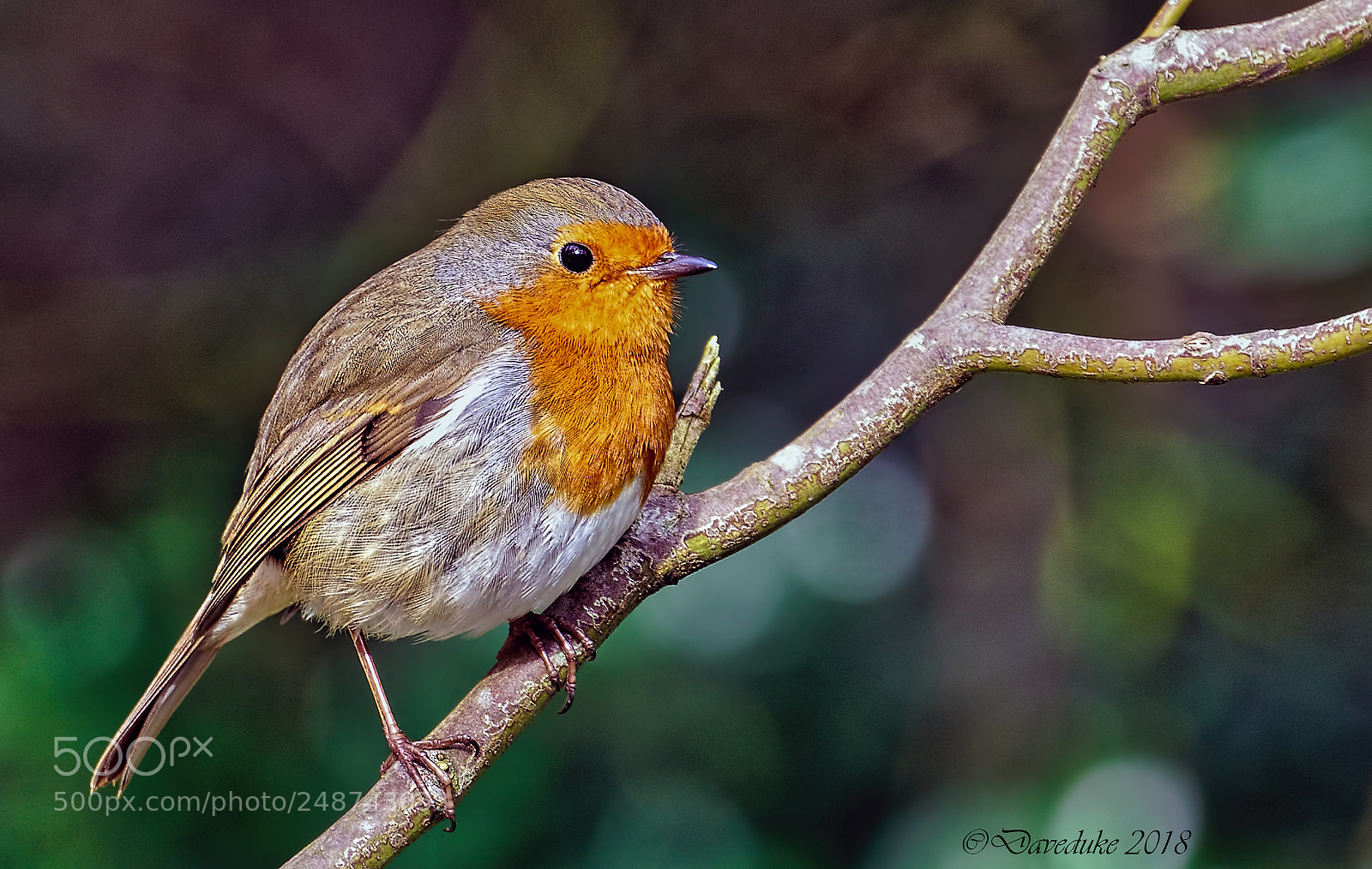 Sony a7R II sample photo. Robin red breast photography