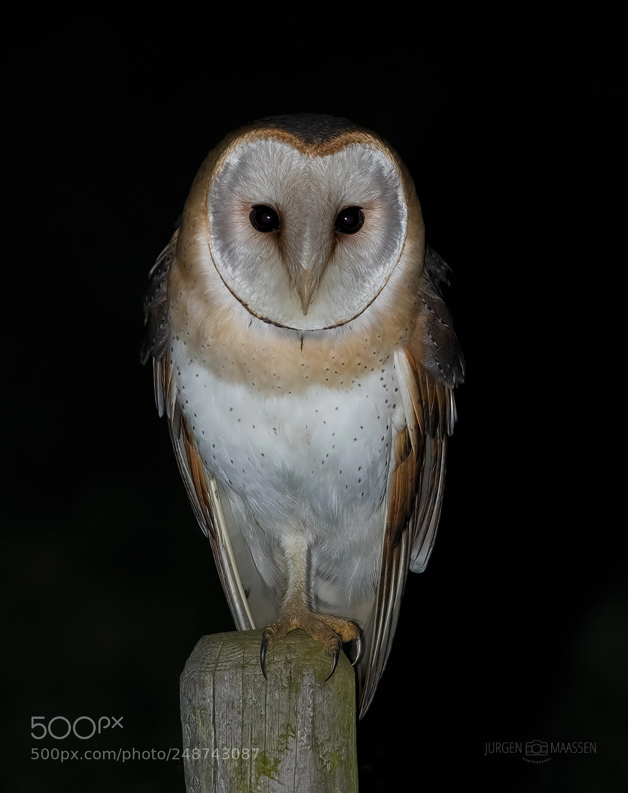 Canon EOS 7D Mark II sample photo. Barn owl. photography