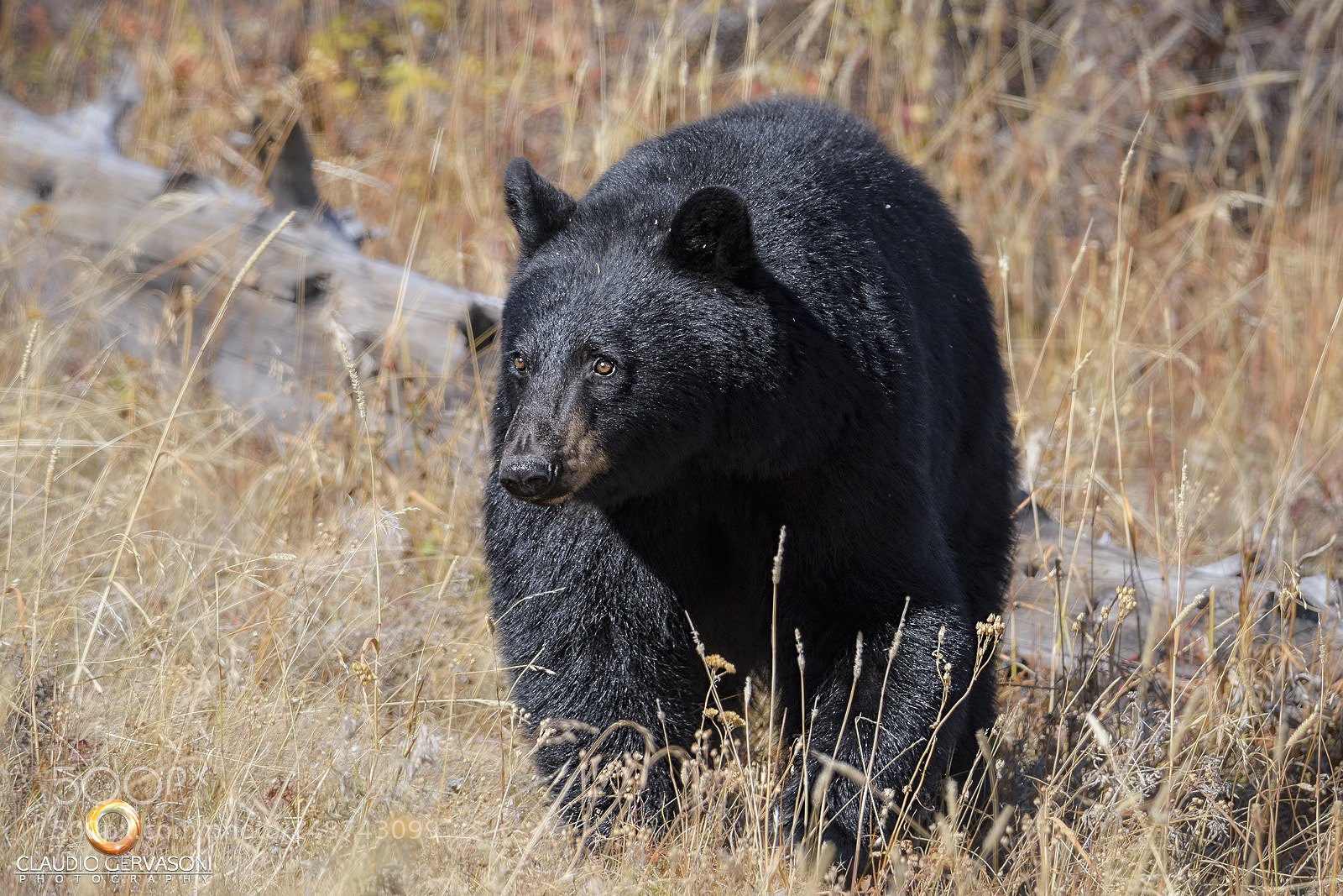 Nikon D500 sample photo. Black bear. photography
