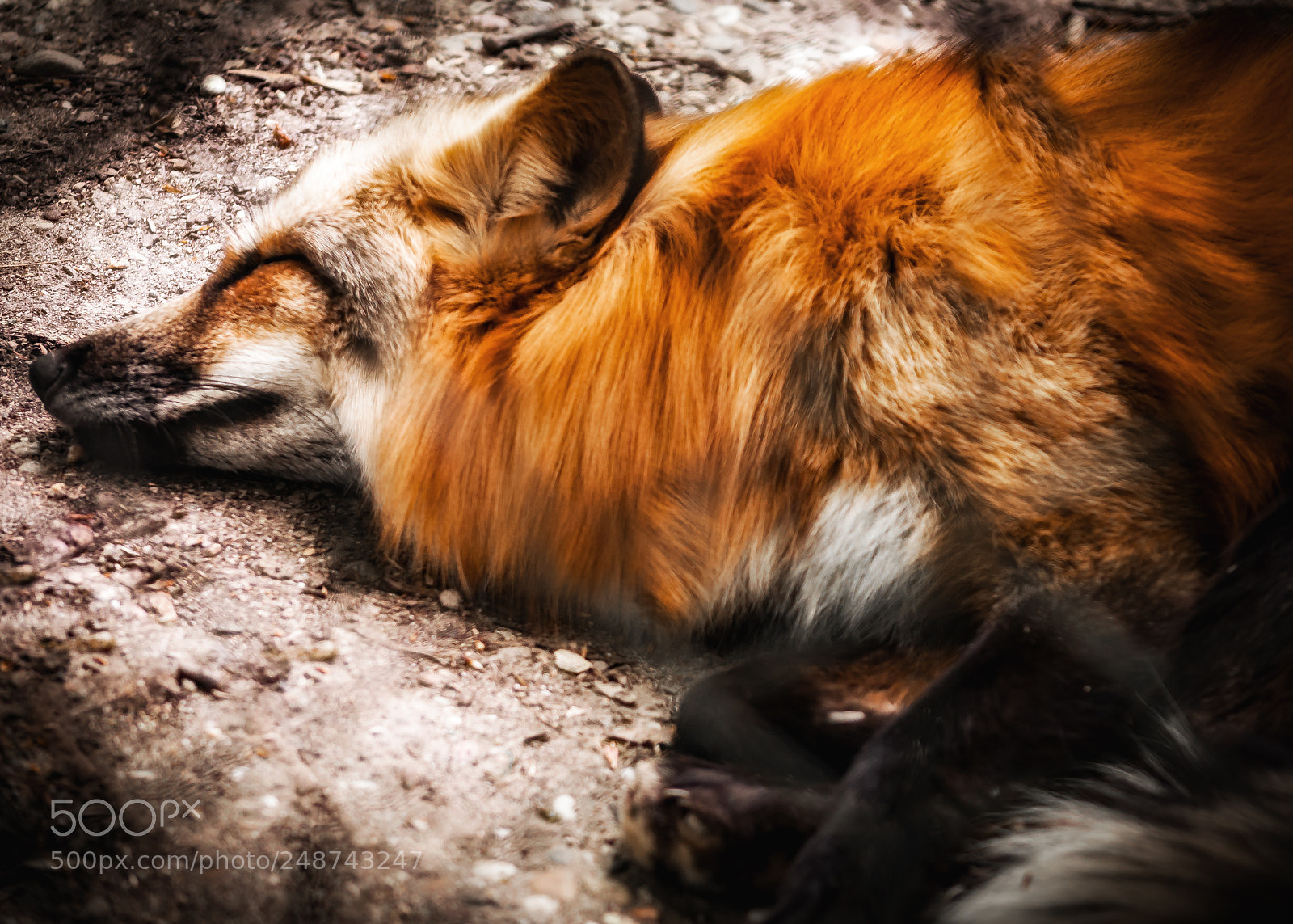 Nikon D90 sample photo. Sleeping fox photography