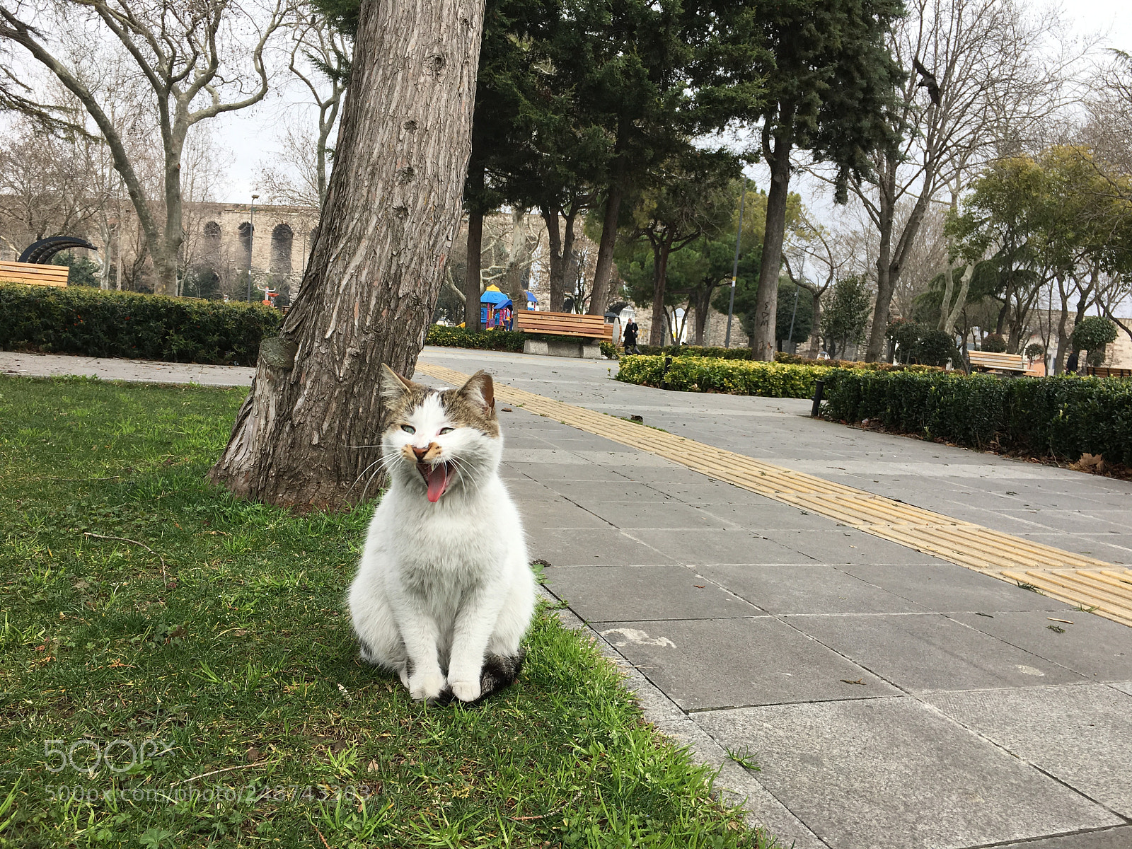 Apple iPhone 6s sample photo. Img37 photography