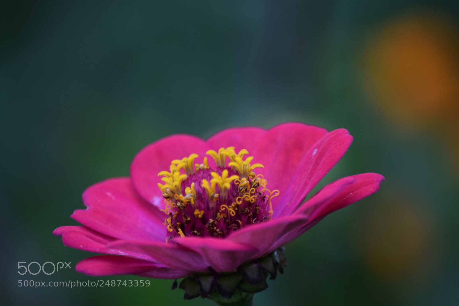 Nikon D5300 sample photo. Macro. photography