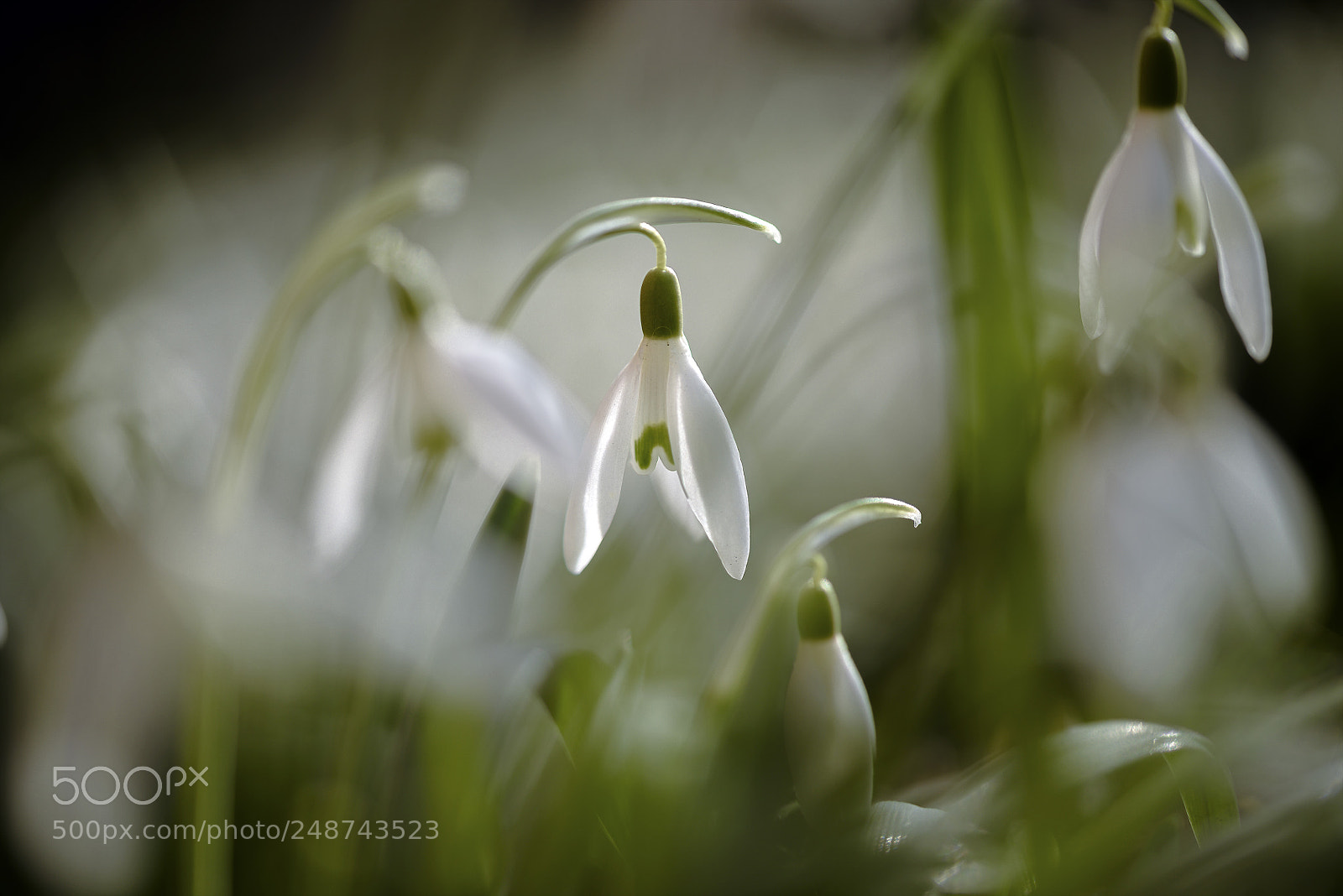 Nikon D810 sample photo. Spring 18 - in photography