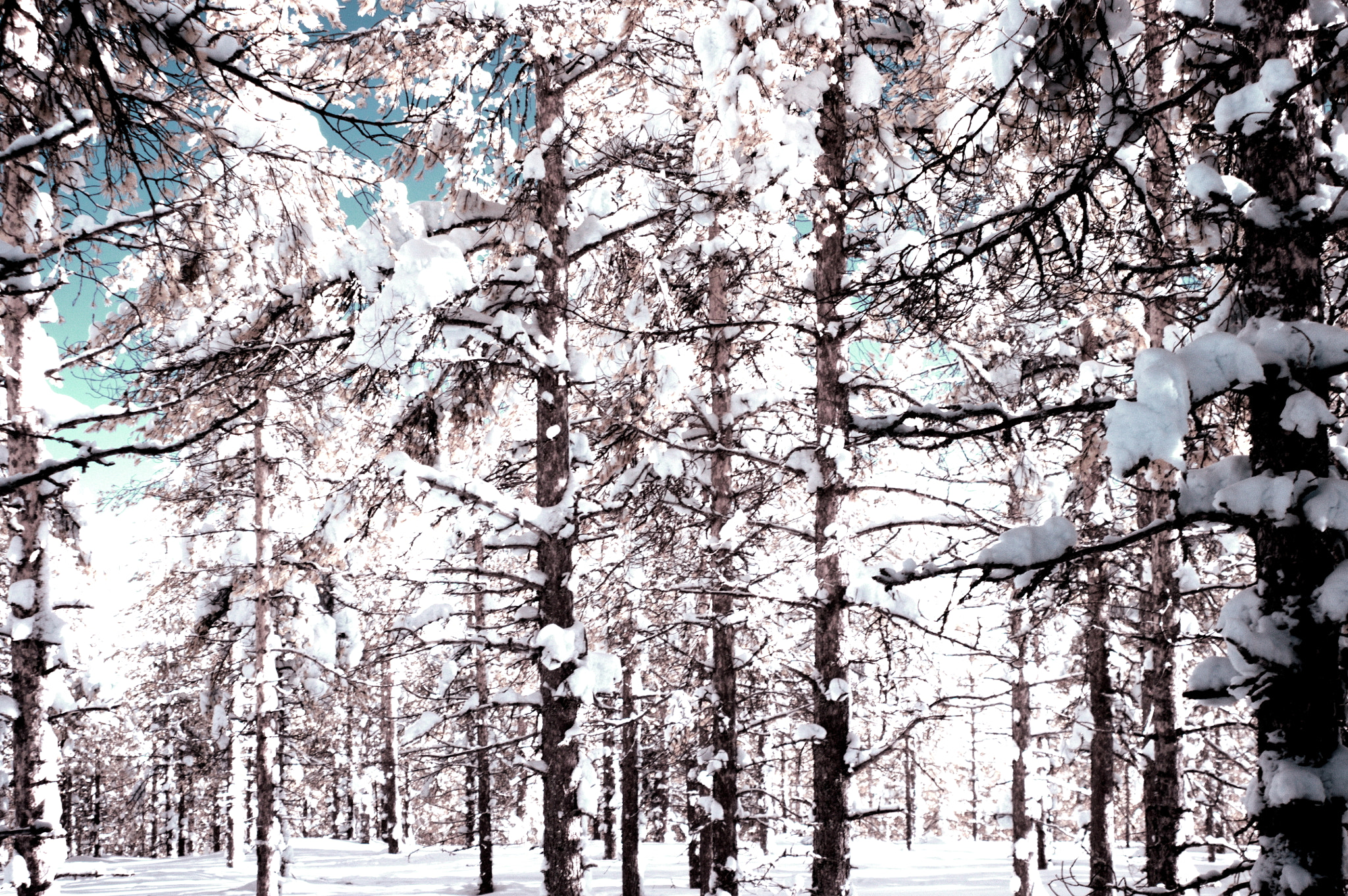 Pentax K-x + Sigma 17-70mm F2.8-4.5 DC Macro sample photo. Winter trees (infrared) photography