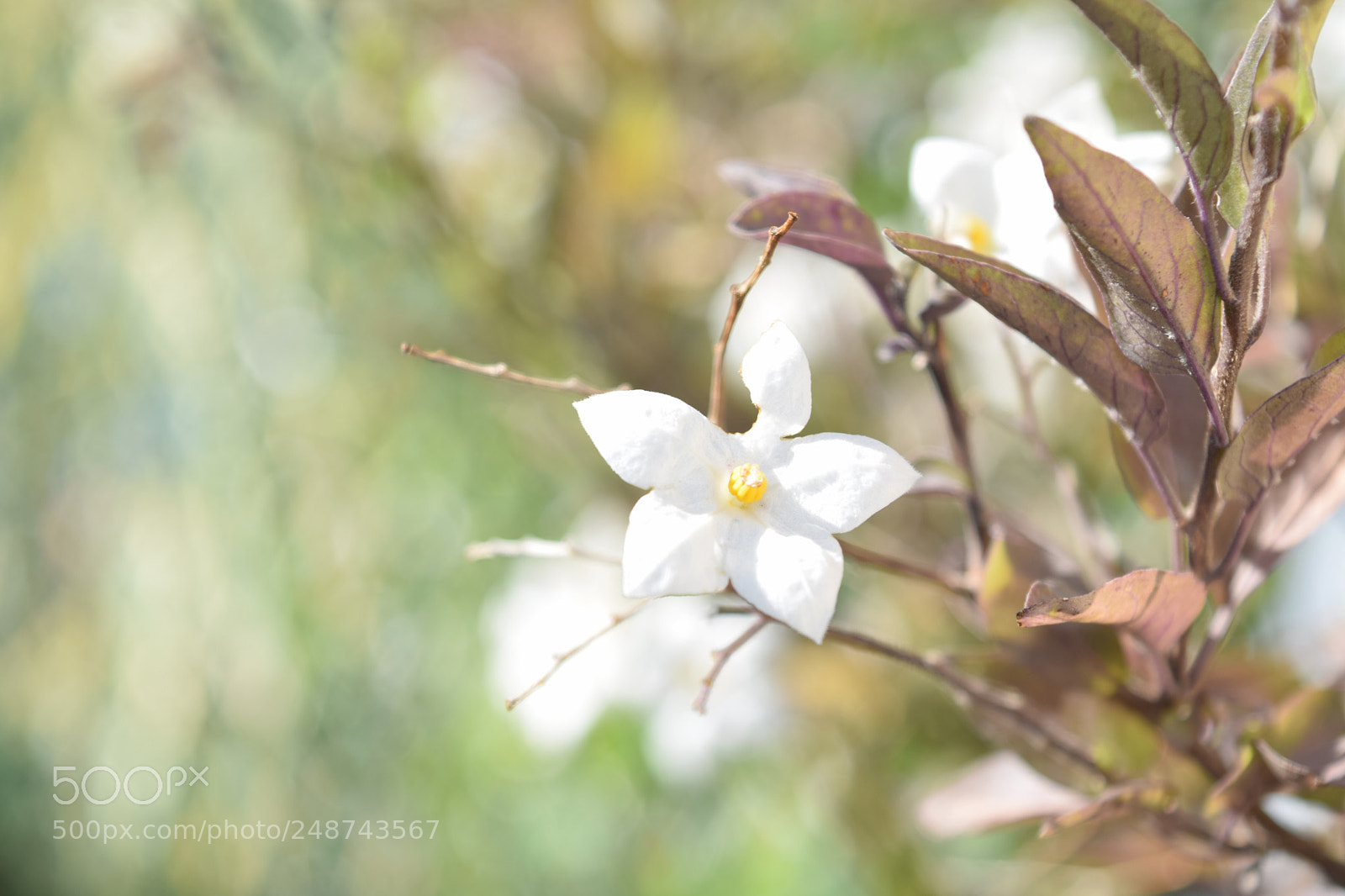 Nikon D5300 sample photo. Flores blancas. photography