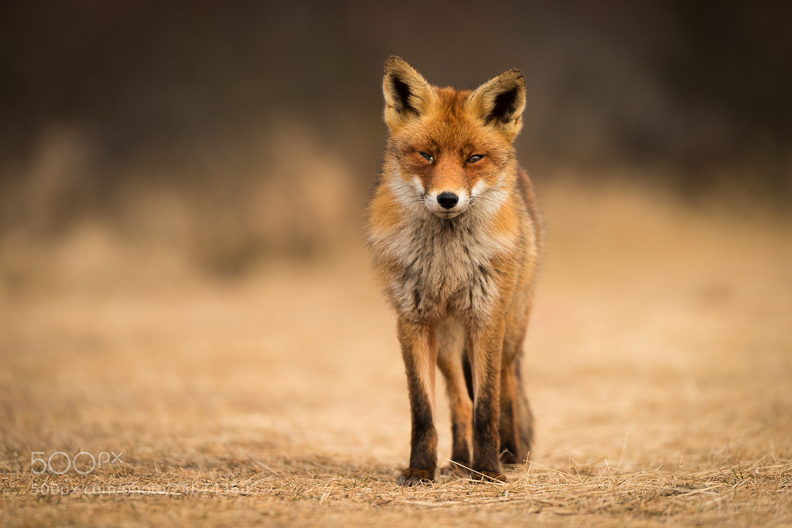 Nikon D810 sample photo. Red fox photography
