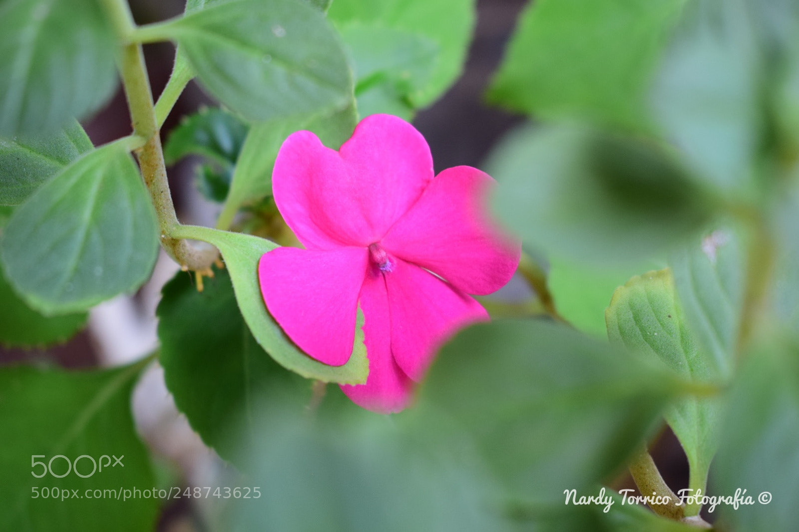 Nikon D5300 sample photo. Flower photography
