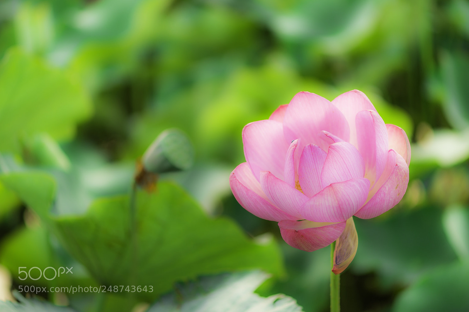 Nikon Df sample photo. 蓮 - lotus photography