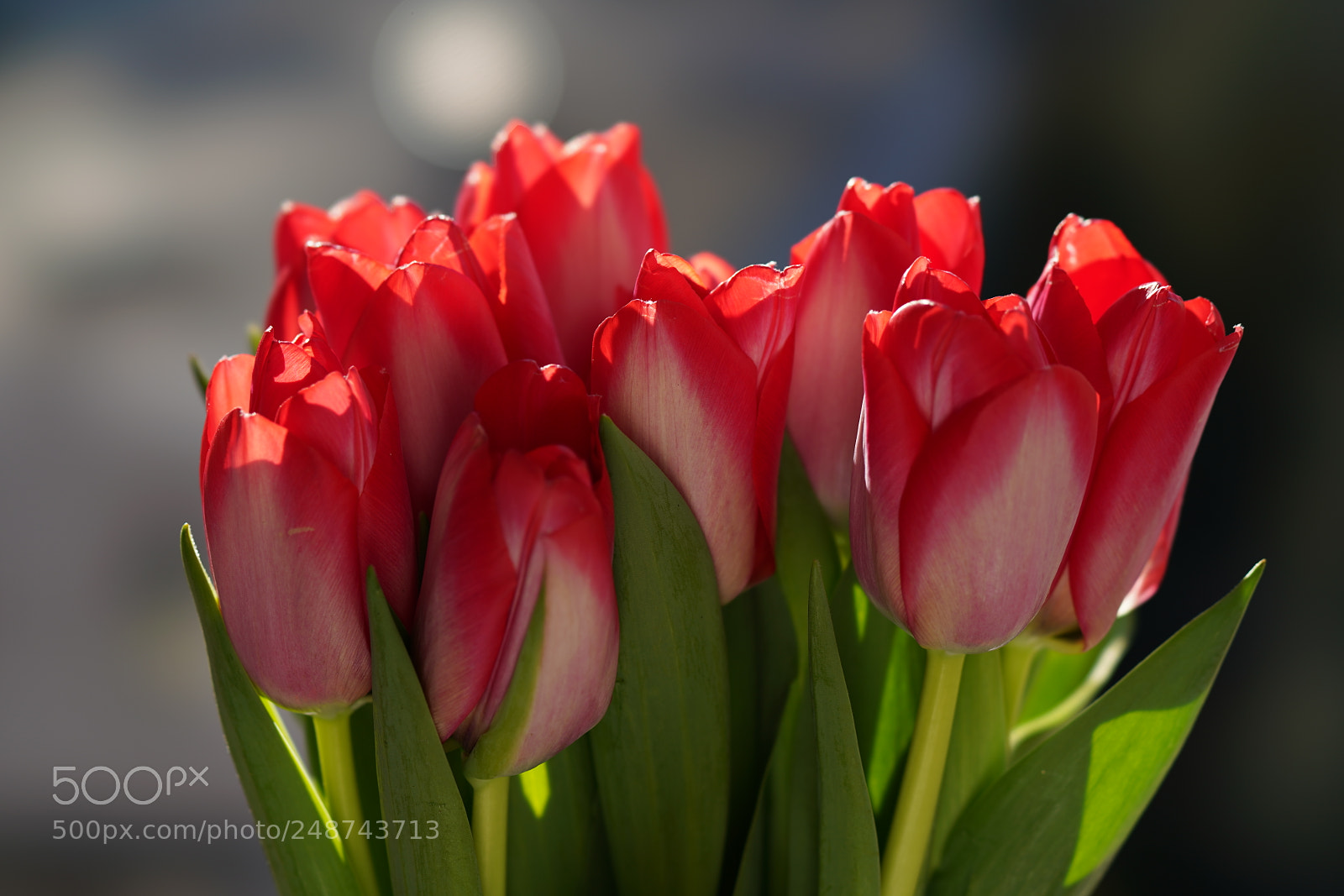 Sony a7R III sample photo. Red tulips photography